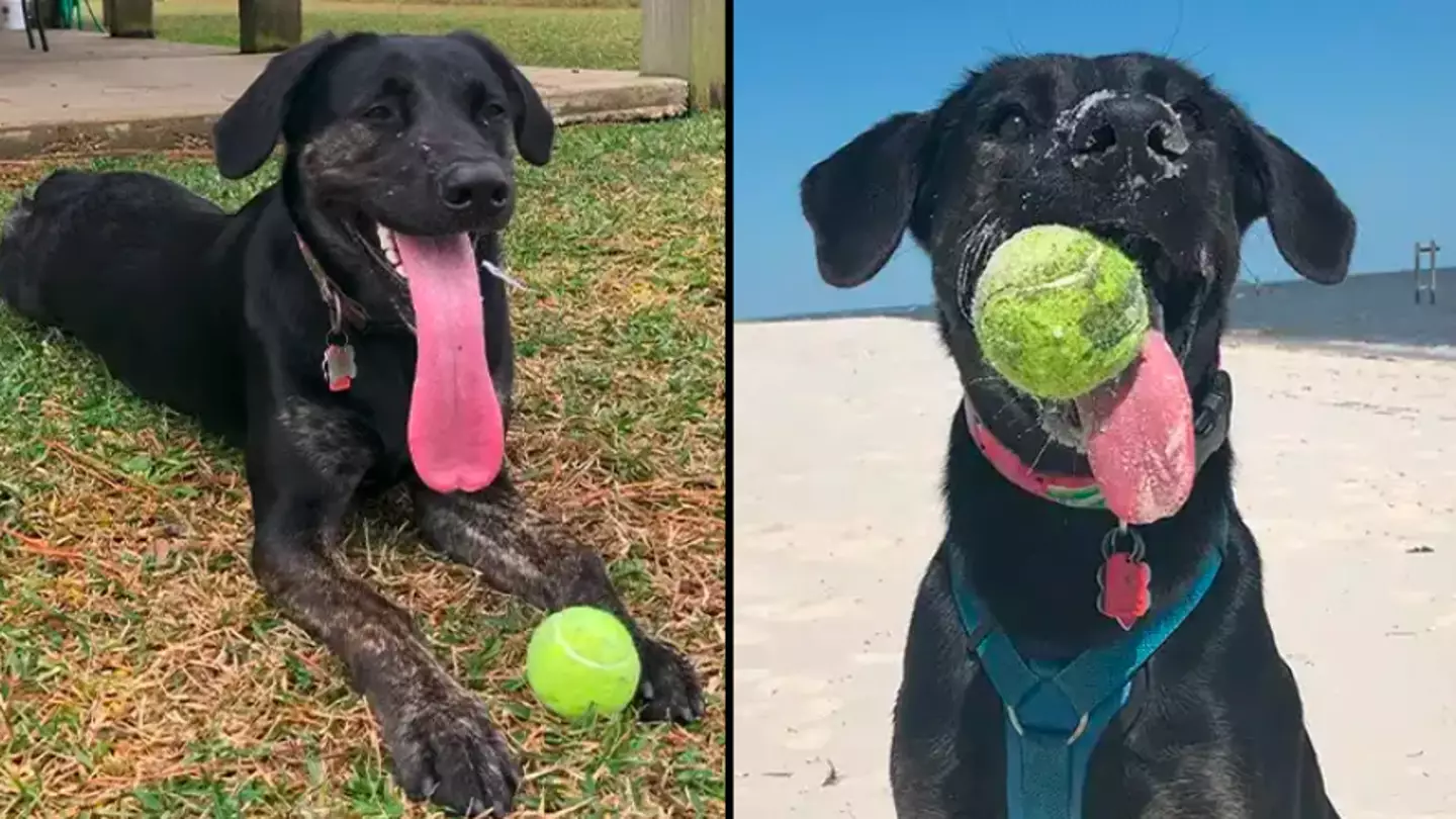 Lab-shepherd mix named Zoey earns Guinness World Record for the longest dog tongue