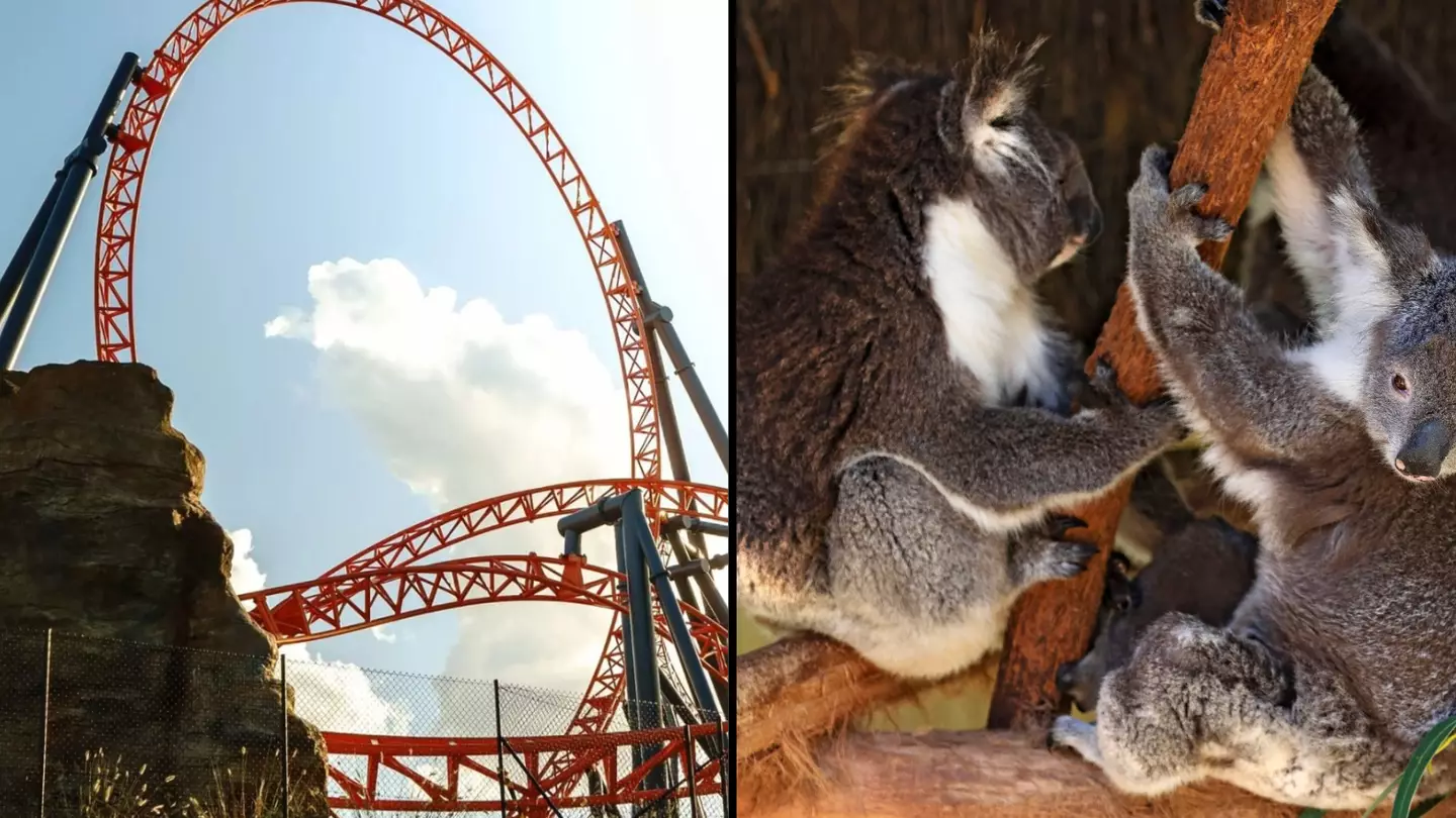 Dreamworld Was Given Millions Of Dollars For Koala Research But They Spent It On A Rollercoaster
