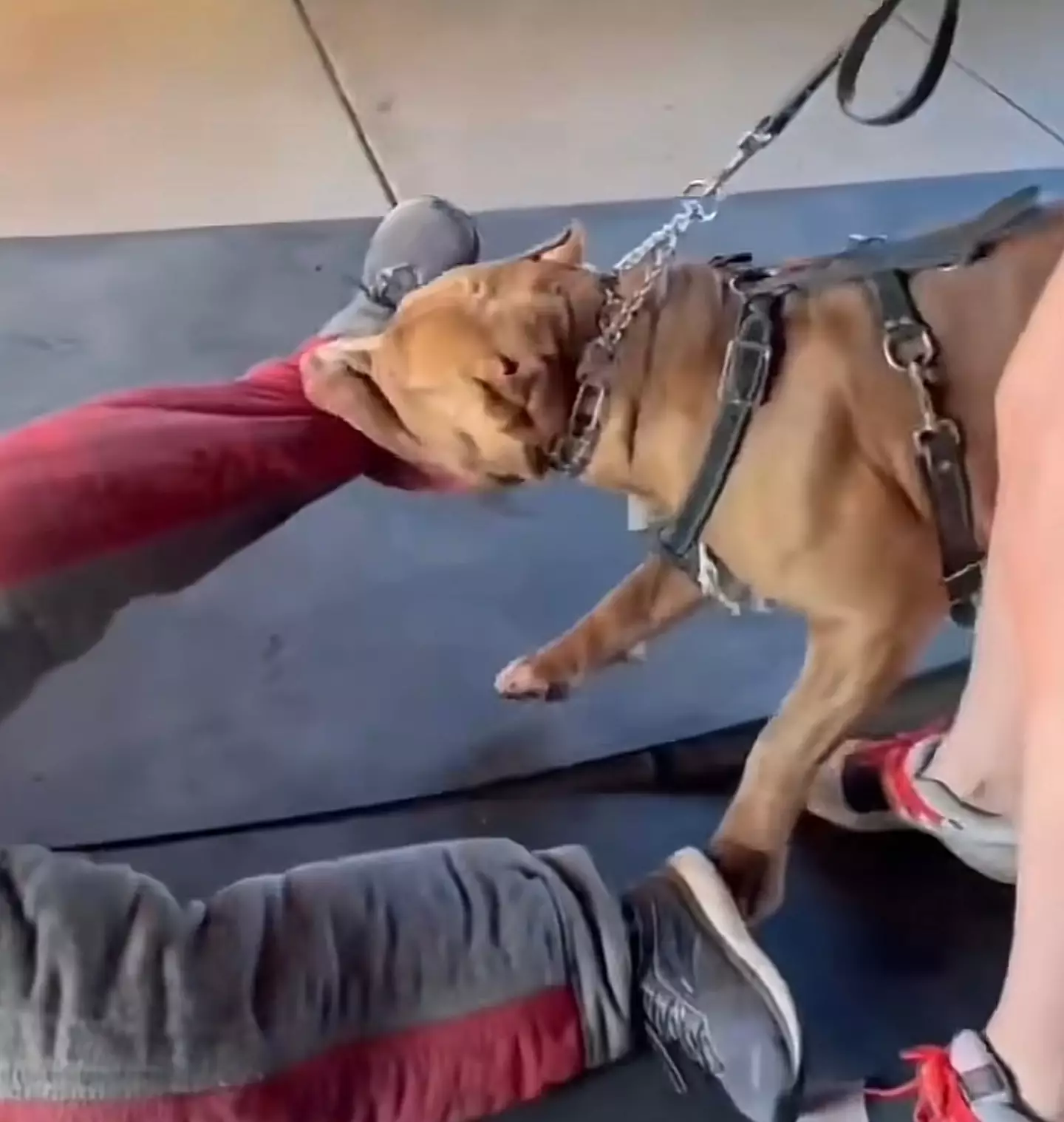The dog latched onto the man's leg and it took a while for it to let go.