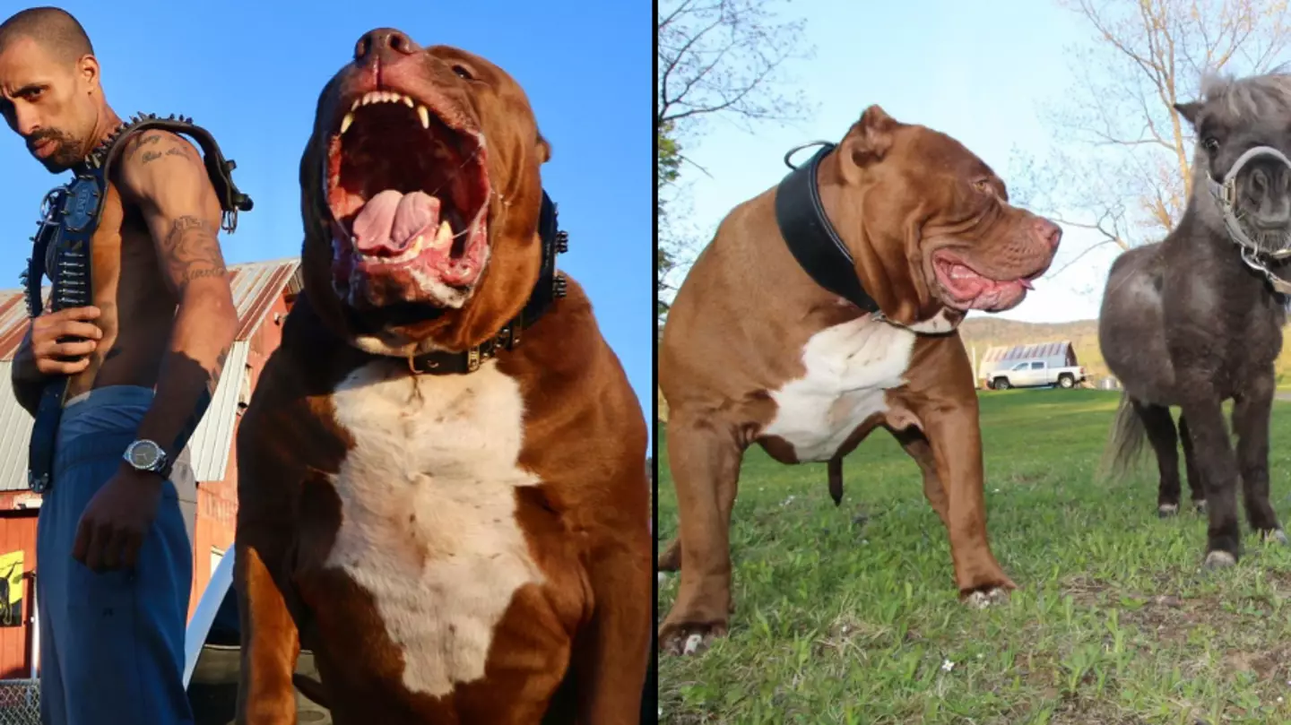 Owner of world's biggest Pitbull worth £2 million claims banned offspring are in UK