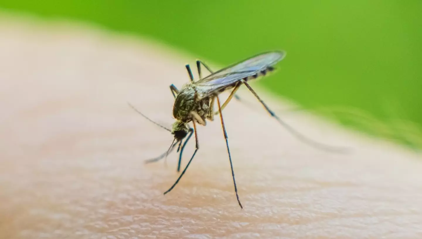 Female mosquitos are said to be spreading the illness (iiievgeniy/Getty stock photo)