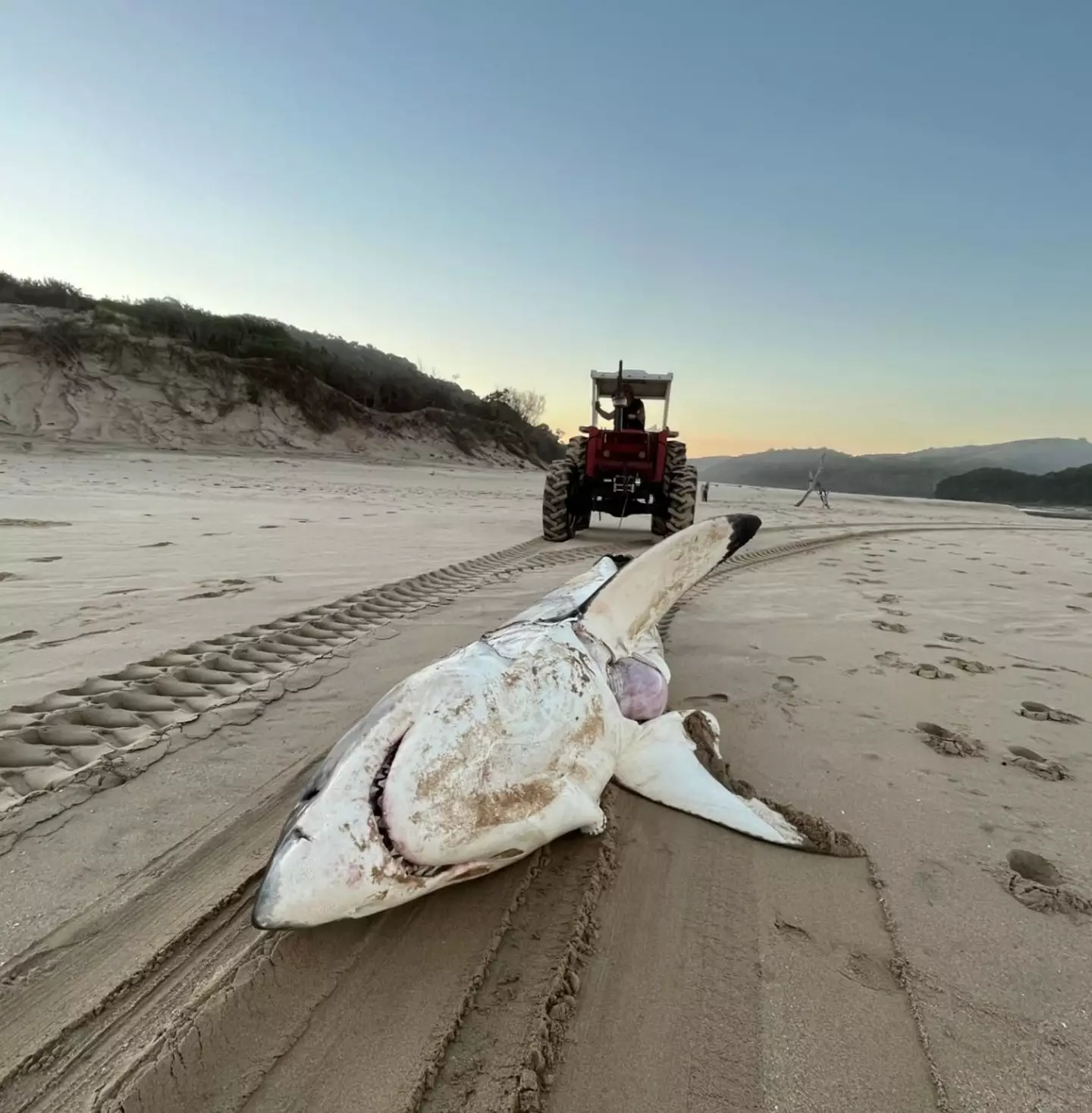 The mangled corpse of the great white shark washed up in South Africa (Instagram/alisontowner)