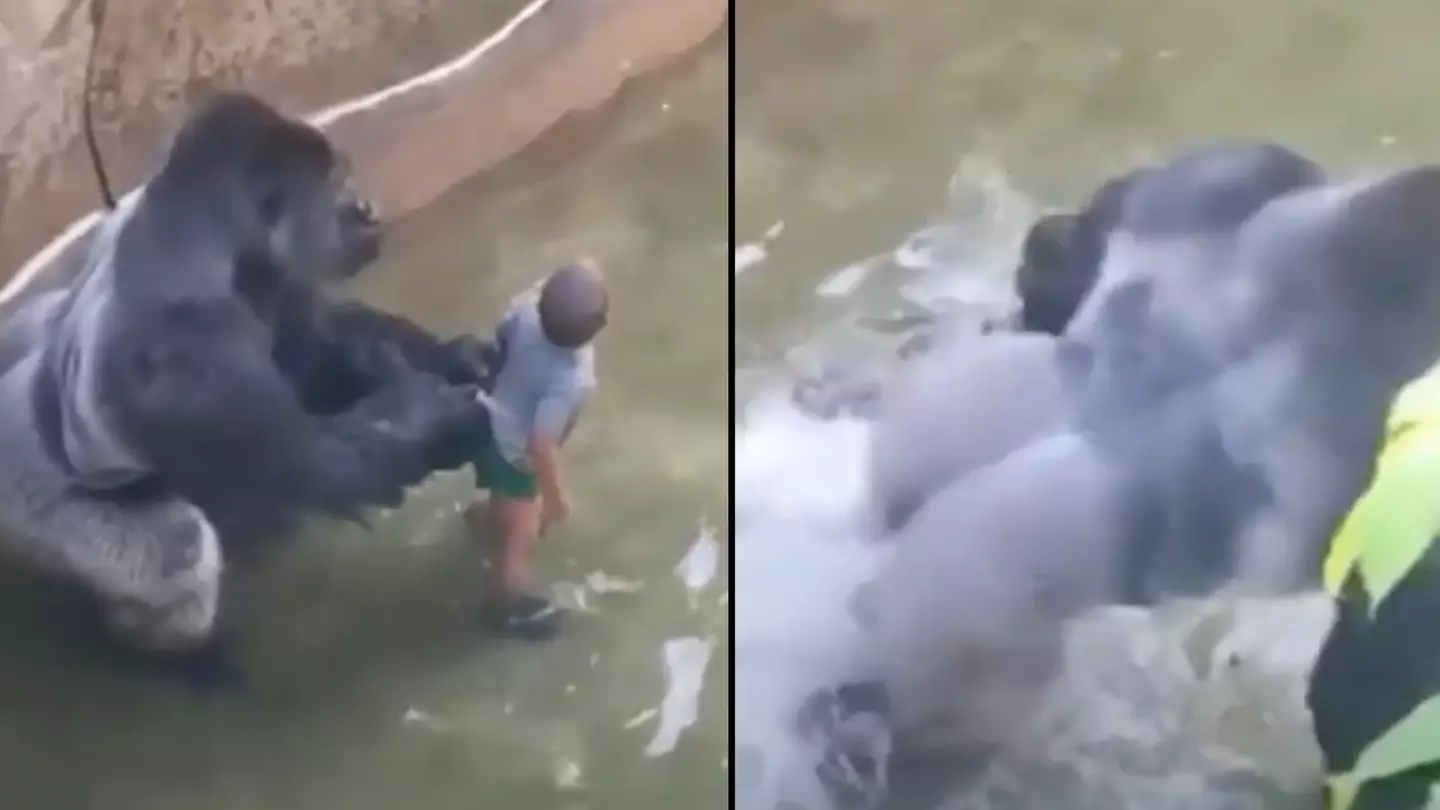 Major theory about what Harambe was going to do with child who fell in enclosure