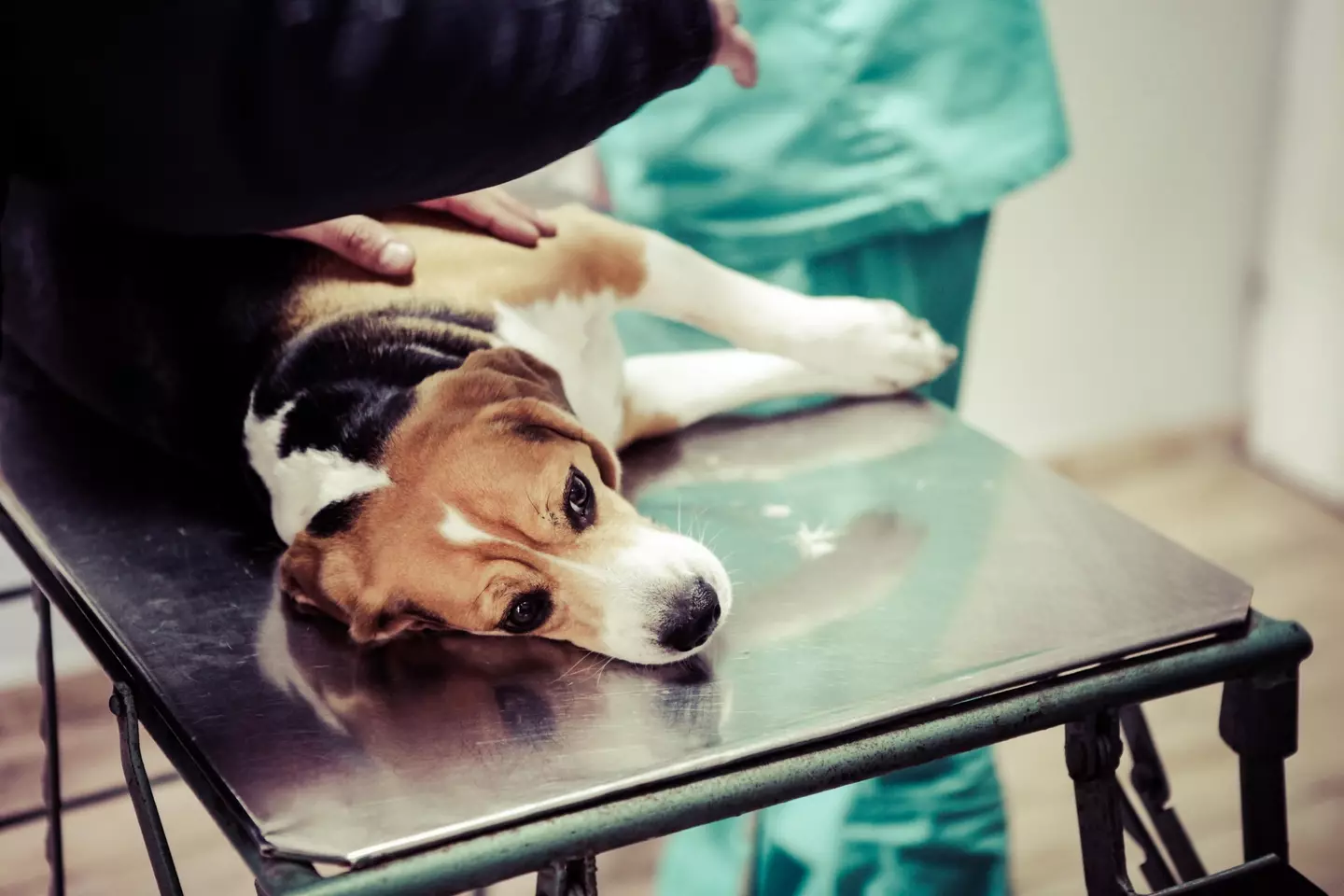 A dog lying on a veterinary table.