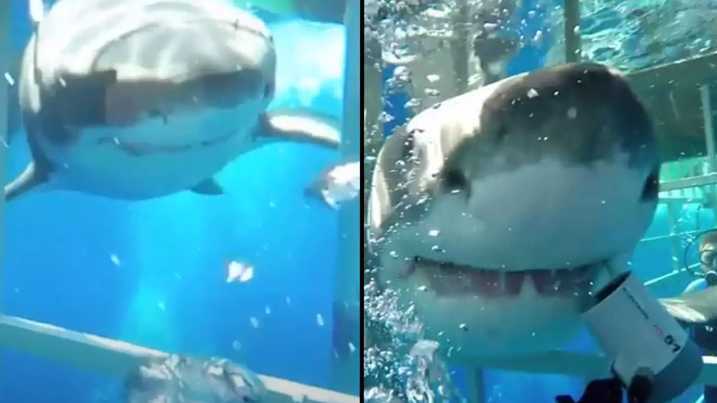 Chilling coincidence as great white shark's head gets stuck in cage where diver was hiding