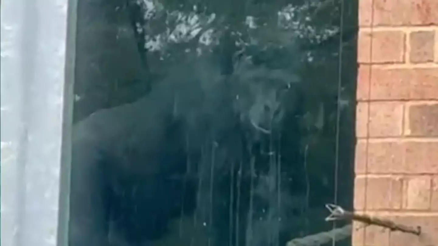 Urban explorers find gorillas banging on window of British zoo despite it shutting years ago