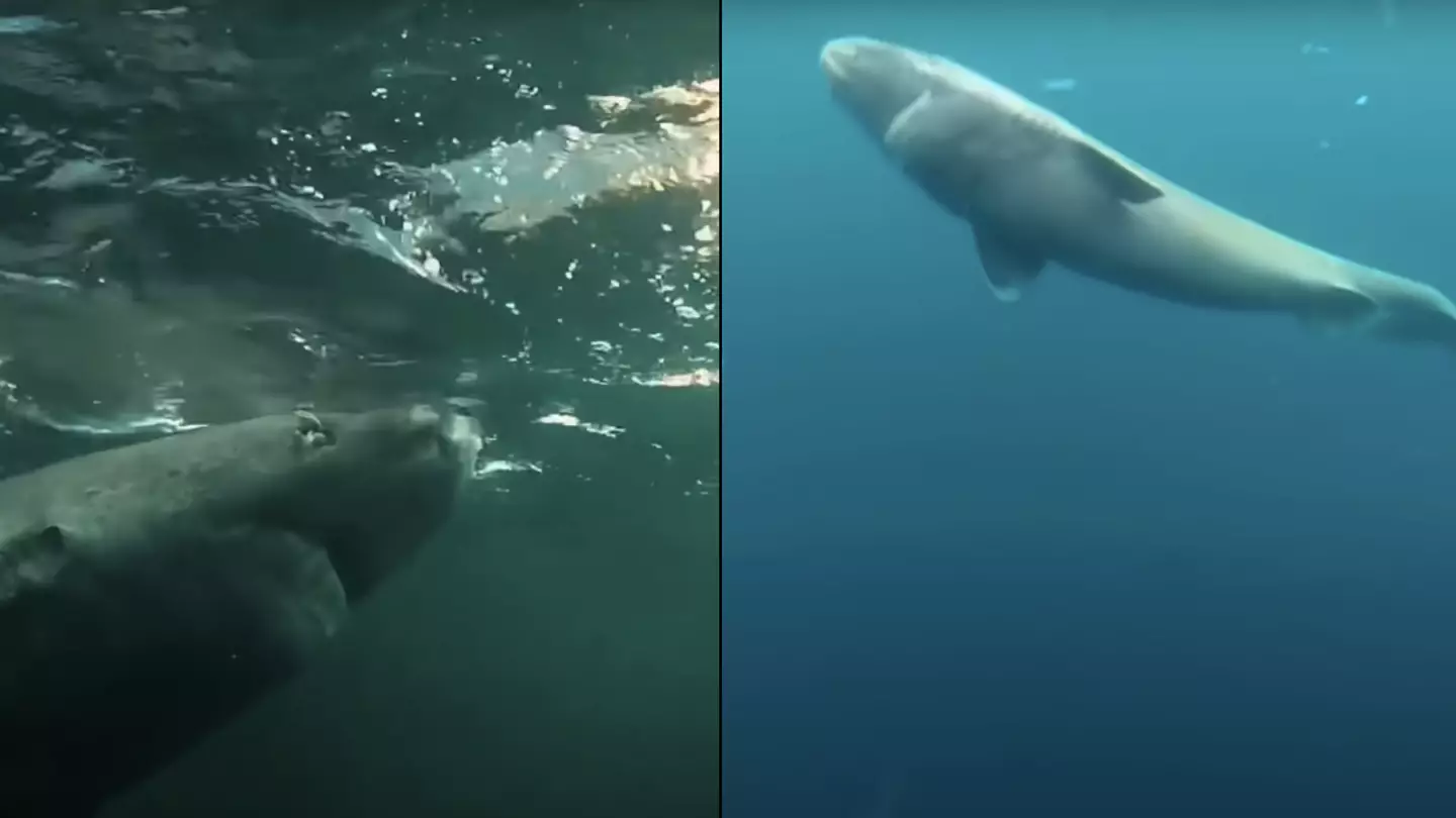 Scientists reckon 500-year-old deep sea predator could hold exciting secret for human life