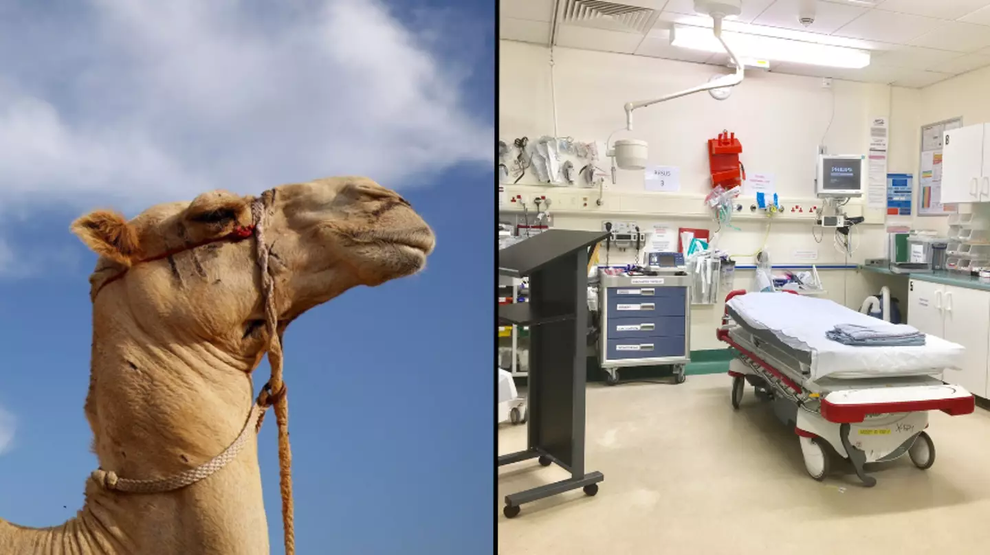 UK doctors put on alert for signs of 'camel flu' as England fans return home