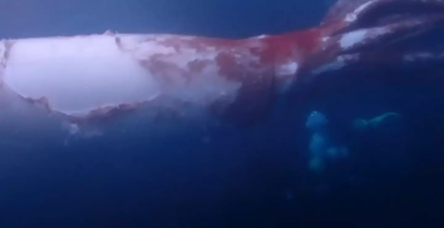 One of the divers can be seen in the bottom right corner (Newsflare)