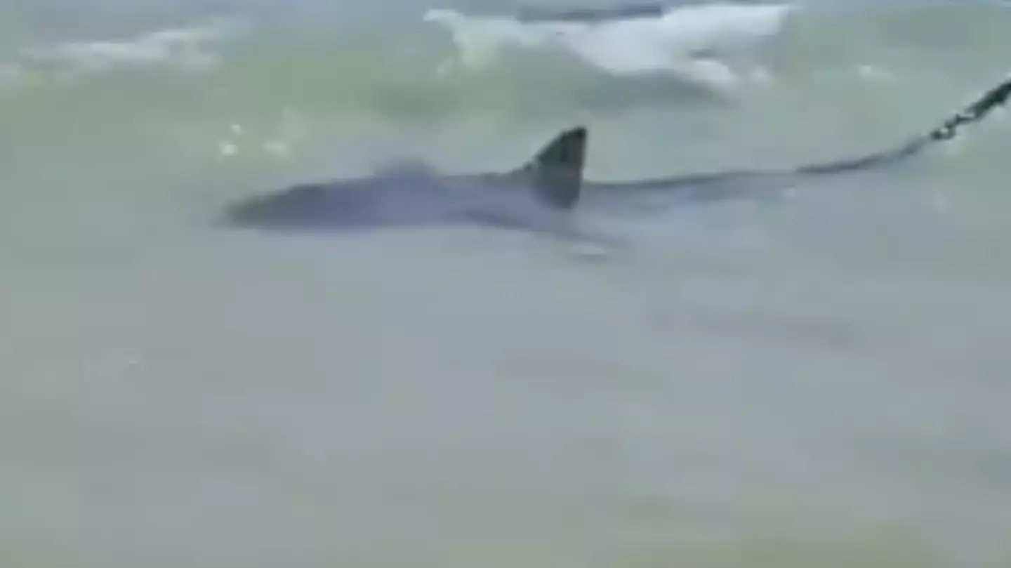 Body found after horrifying footage showed man being dragged away by shark in Mediterranean