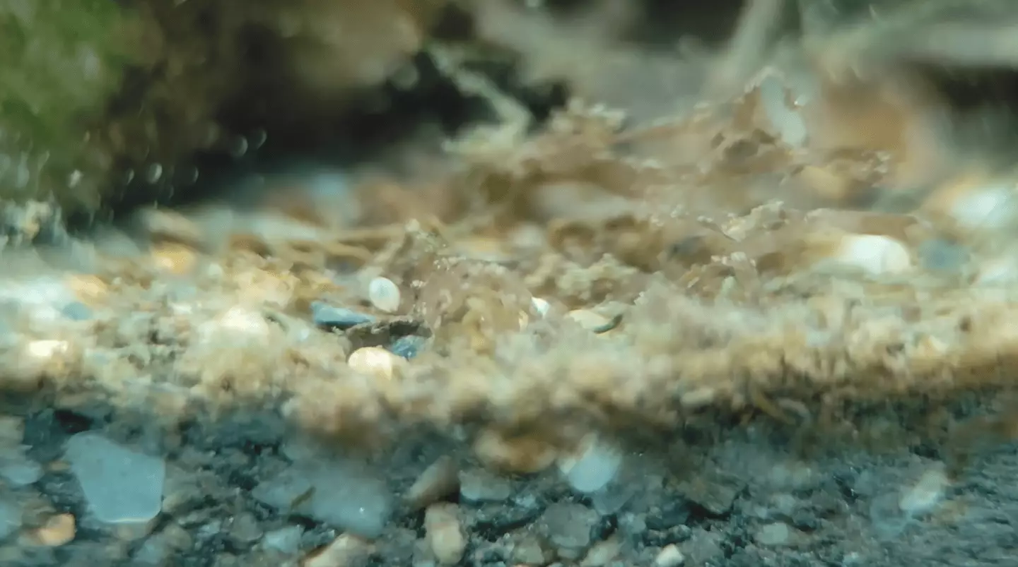 He built the ecosystem using a mixture of plants, sewage water and sand (YouTube/HabitatForge)