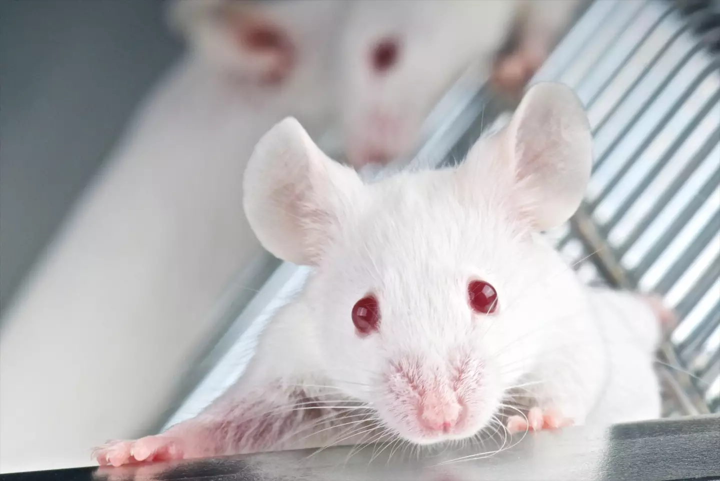 Mice.