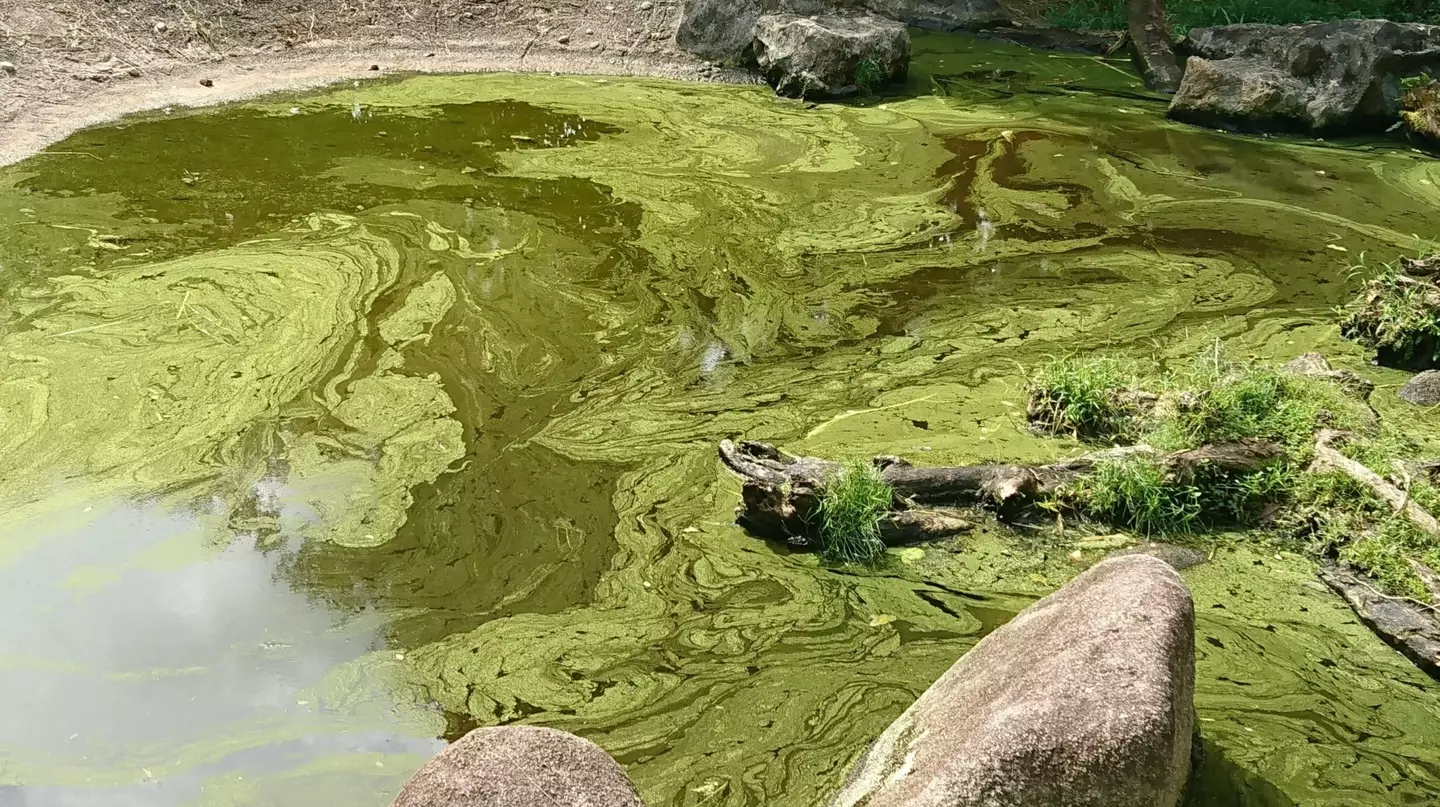 Blue-green algae isn't actually blue or algae (PDSA)