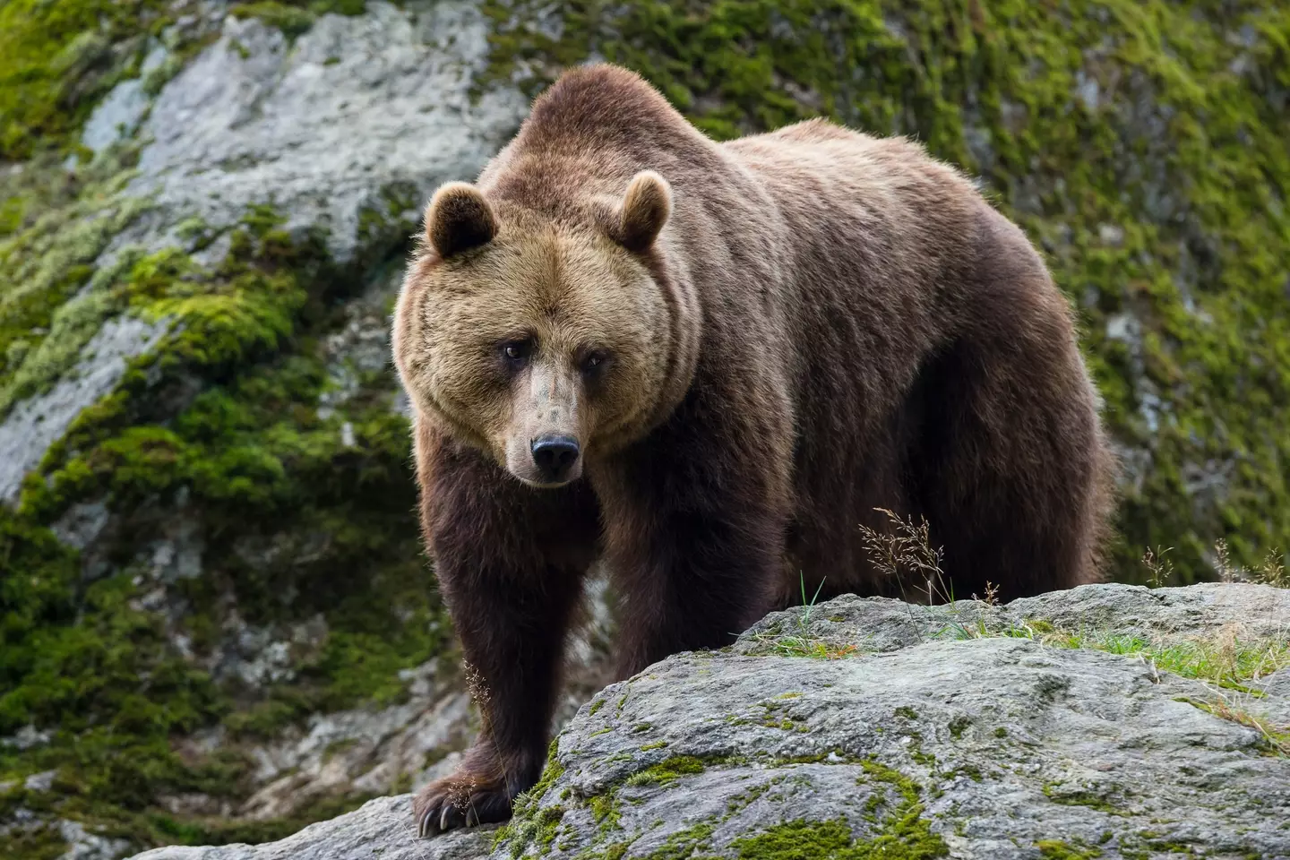 It's believe a brown bear killed the couple. (Getty stock photo)