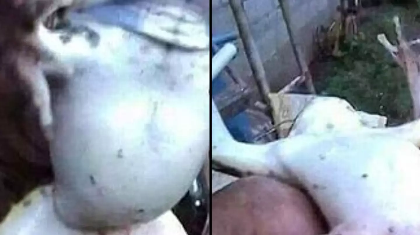 Truth behind frog with ‘massive penis’ after extremely shocking photo goes viral