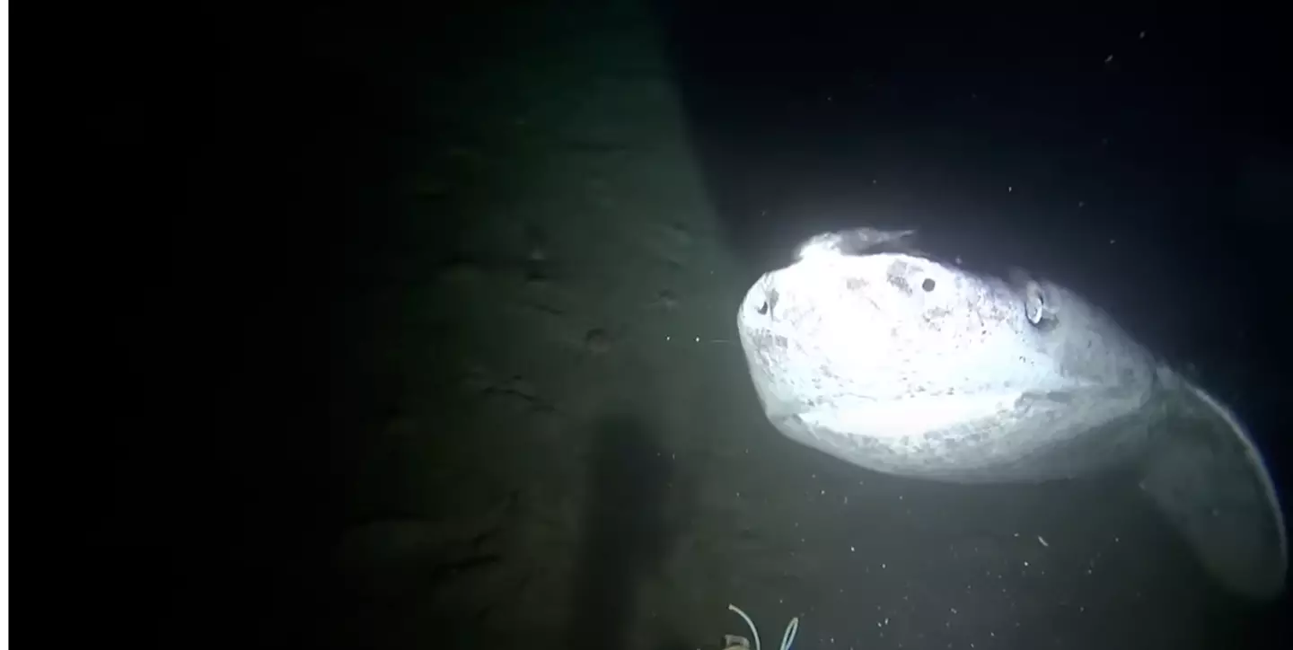 They can grow up to 23 feet long (YouTube/brynndevine/Natural World Facts)