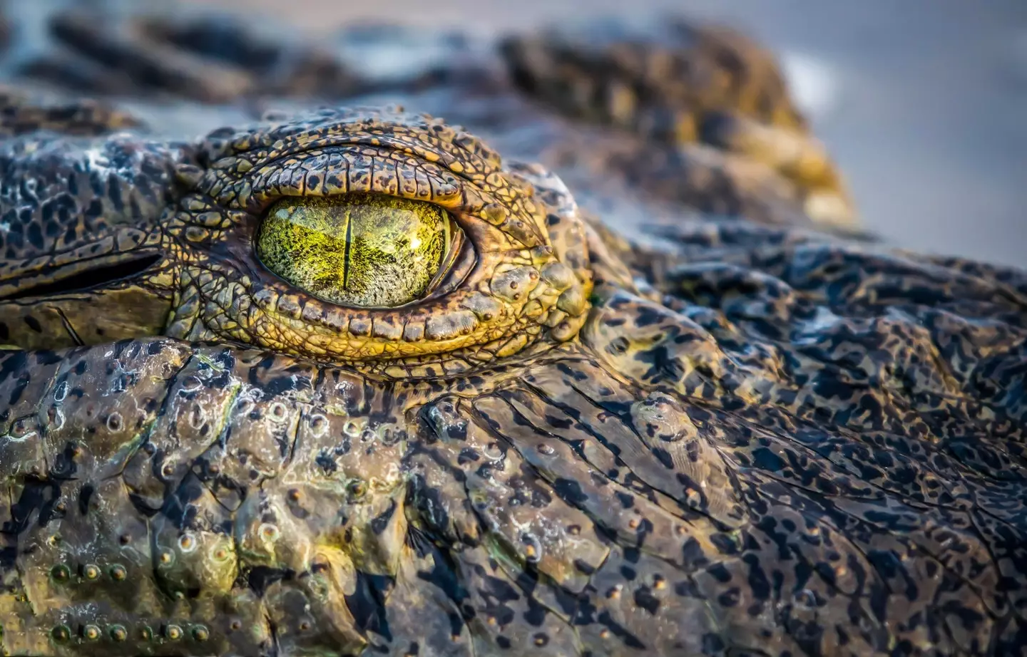 Sadly, the likelihood of crocodiles in the North Sea is almost impossible.