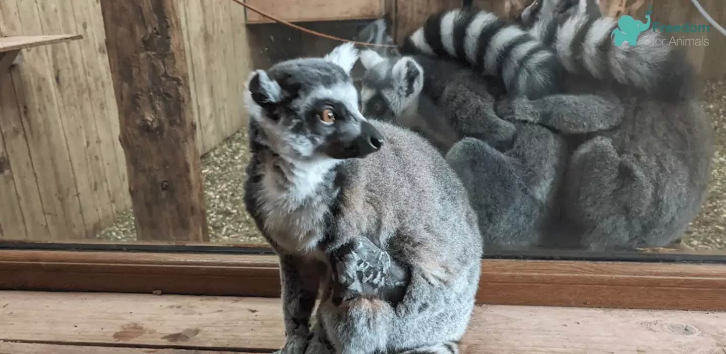 There were huge problems with the Lemur population at the zoo (YouTube/Freedom for Animals)