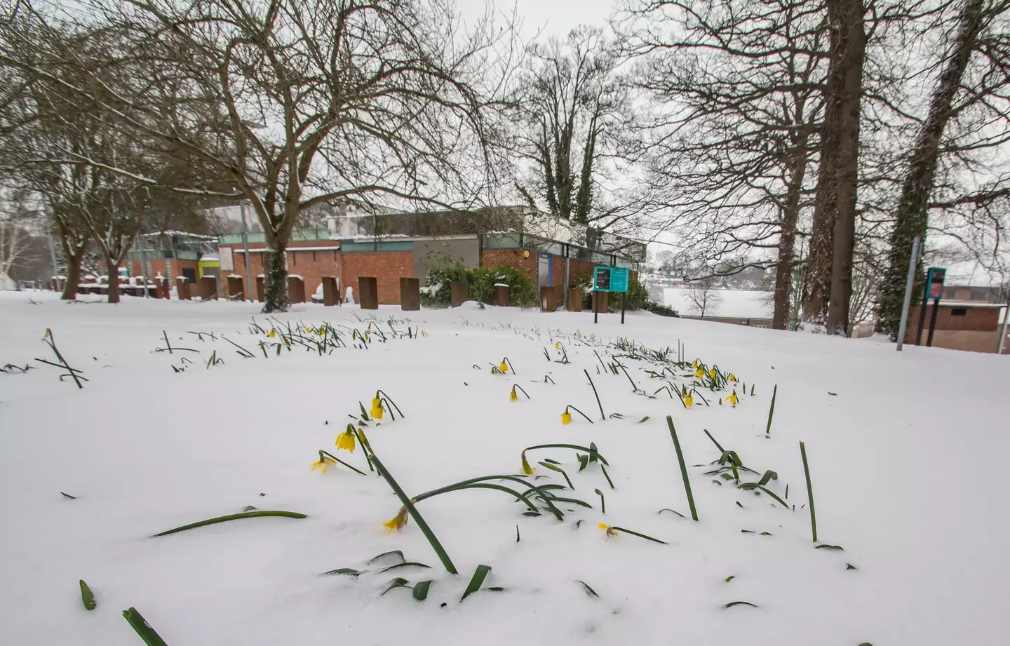 A 'Beast from the East' is on the way and it's bad news for the first blooming flowers of spring.