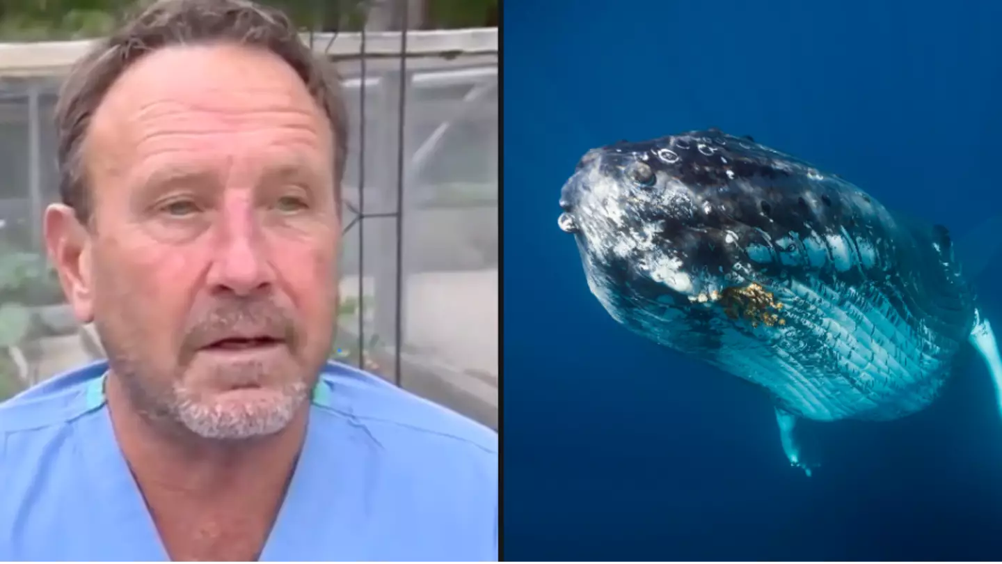 Man who survived being swallowed whole by whale says last thought was his ‘wife and kids’