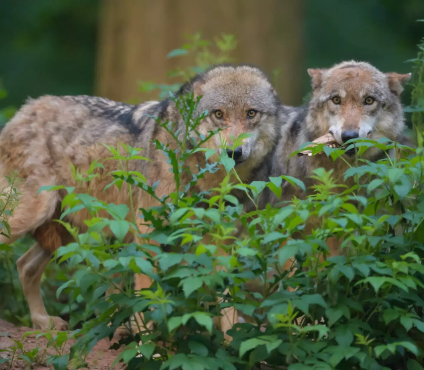 The mutant wolves of Chernobyl are exposed to a lot of radiation.