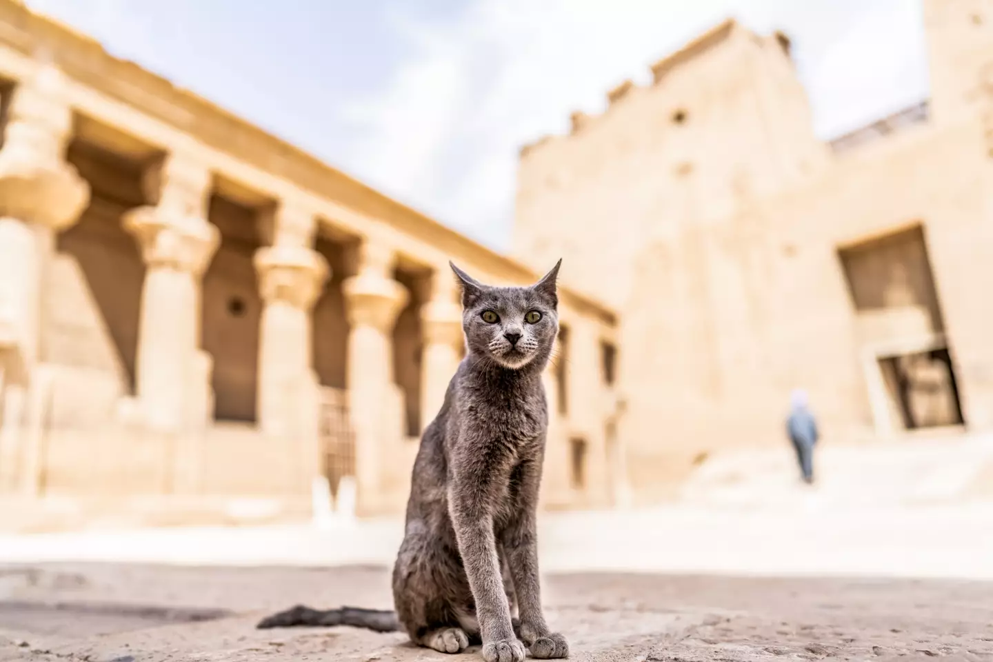 Pet cats have been knocking about for donks. (Getty Stock)