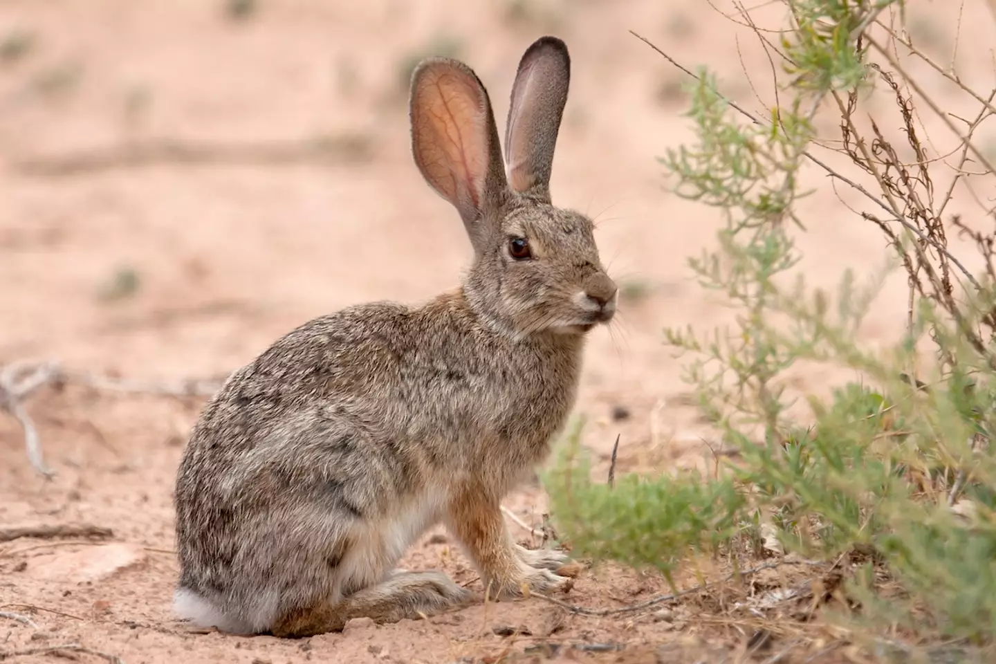 Rabbits will tend to just get over the virus themselves (Getty Stock Images)