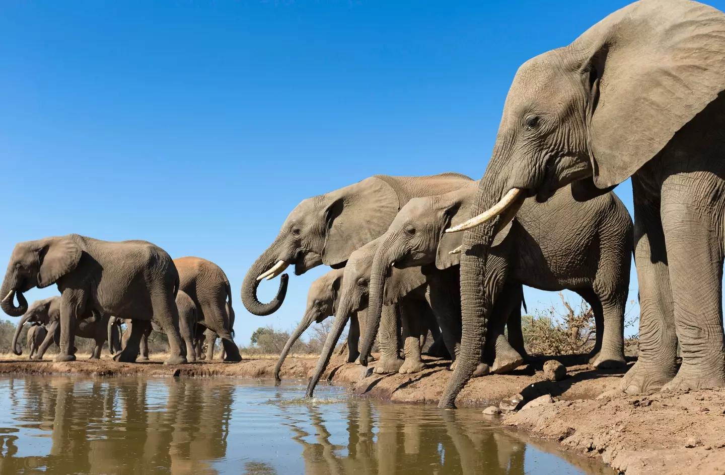 In the wild elephants live in large herds.