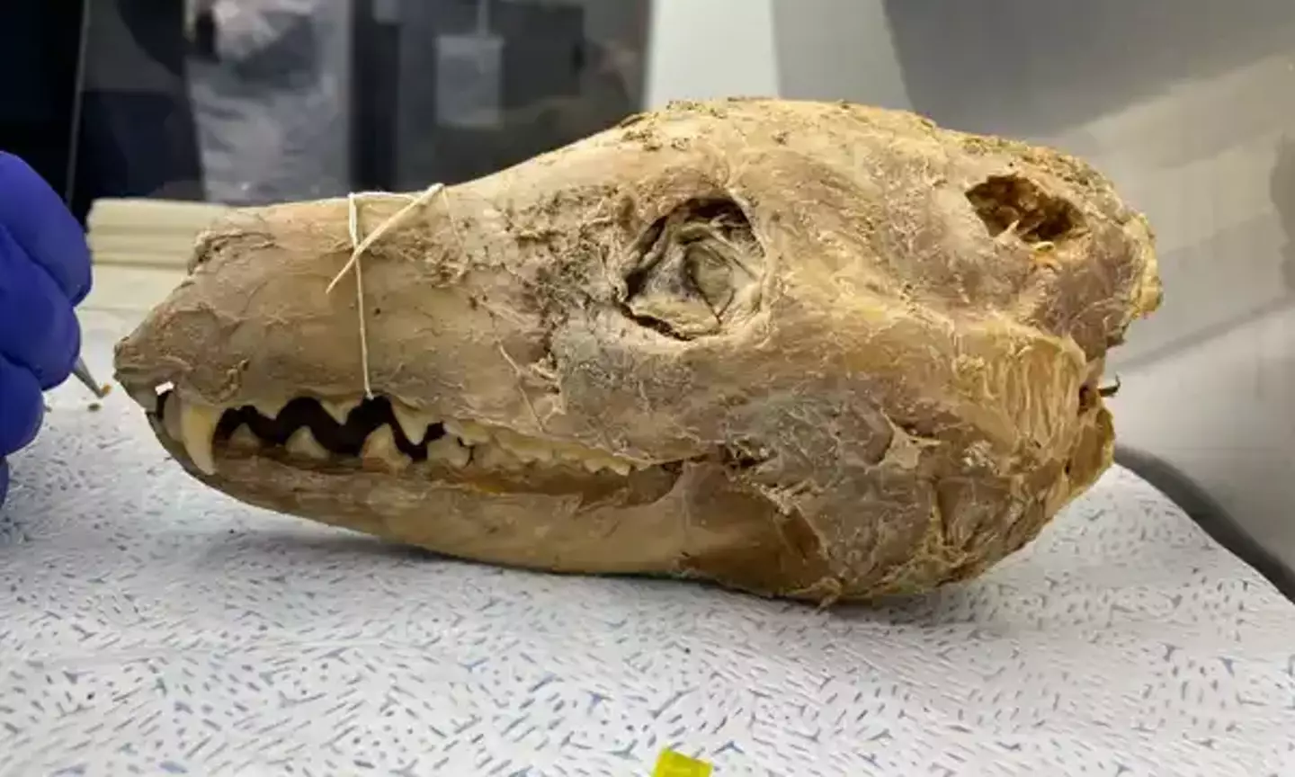 The discovery has sped up the scientists' progress (Andrew Pask/University of Melbourne and Museums Victoria)