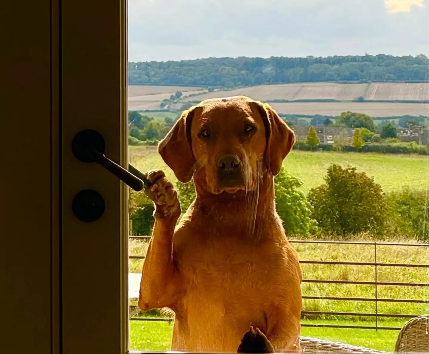 Sansa, Jeremy Clarkson's dog (Instagram/@jeremyclarkson1)