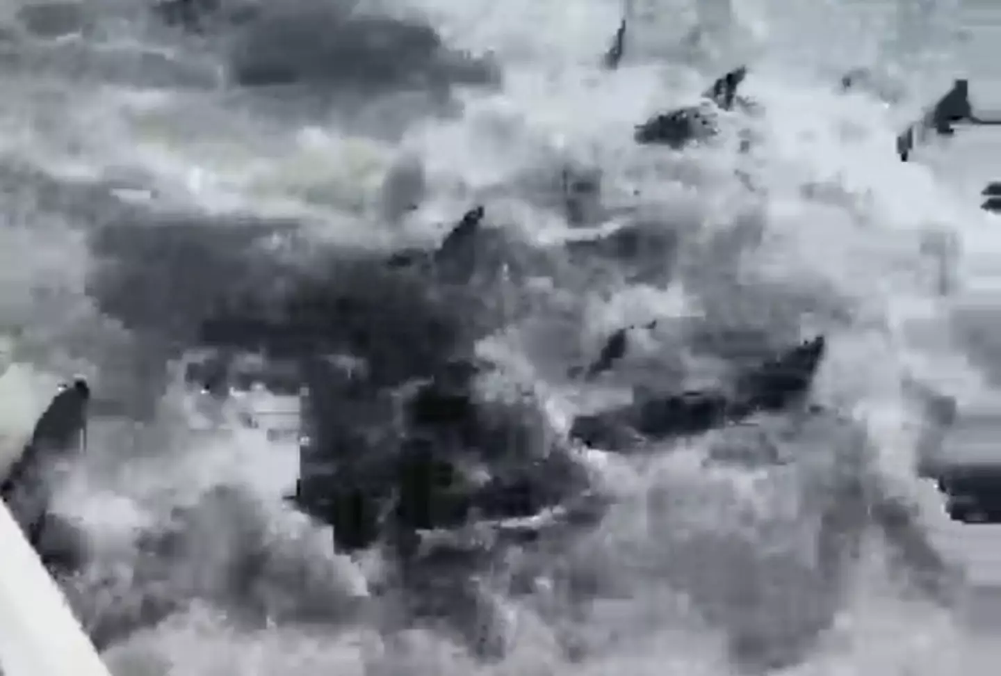 The sharks turned the water red with blood as they fed on fish.