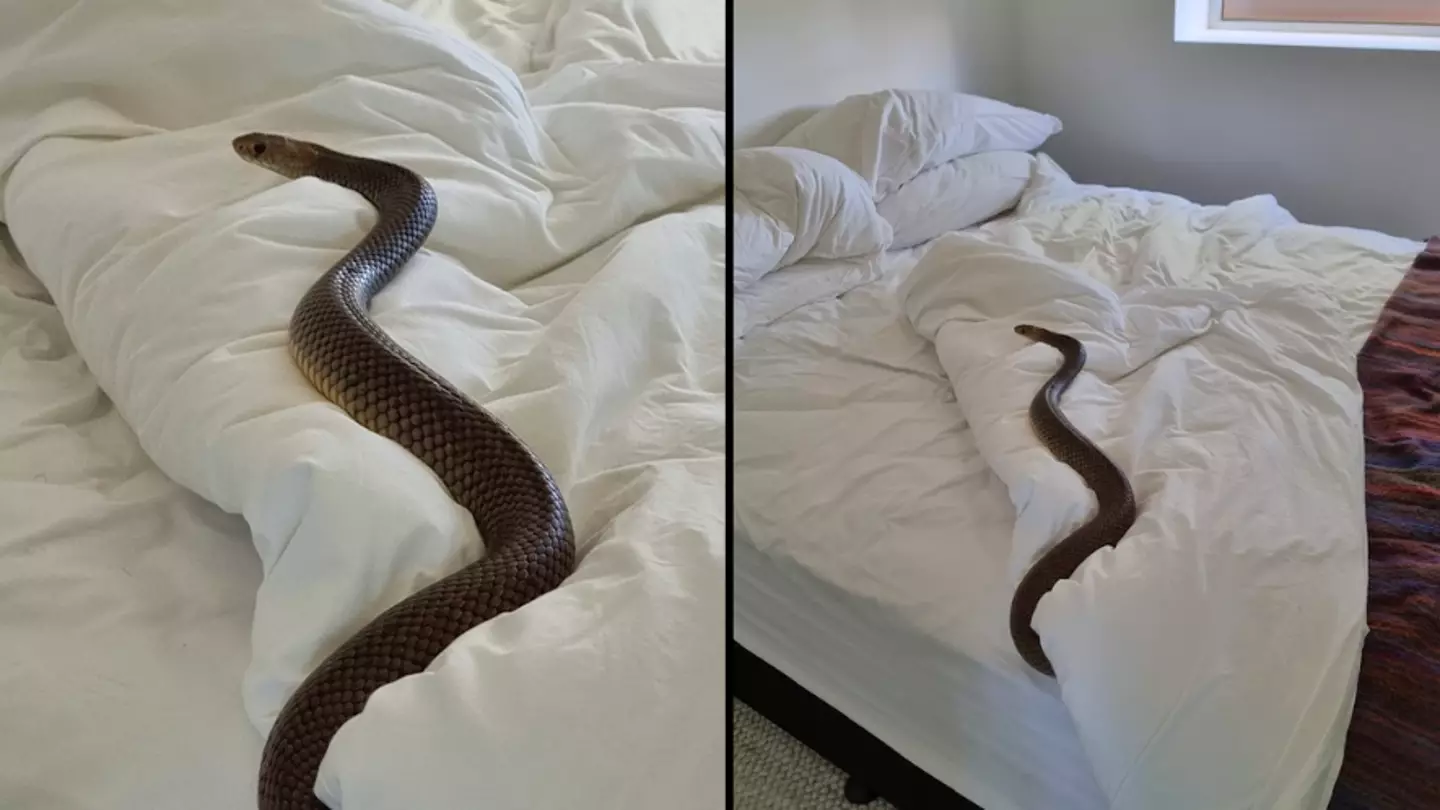 Australian horrified after discovering highly venomous and massive snake in their bed