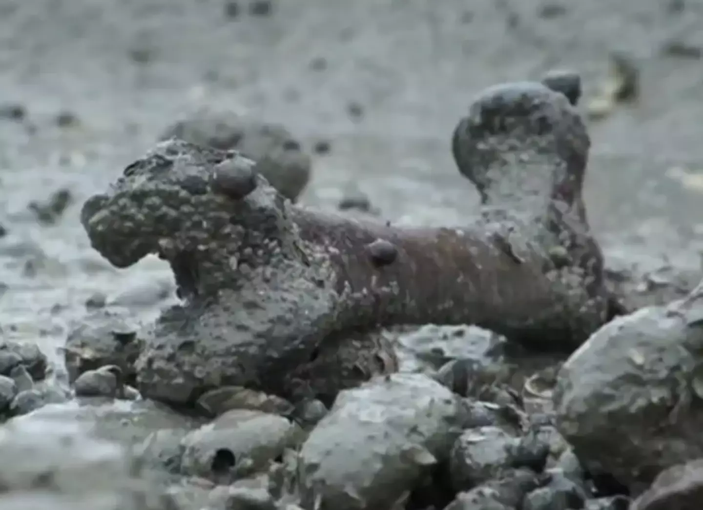 The tides stripped away the mud, and the exposed bones were spotted on the beach (BBC)