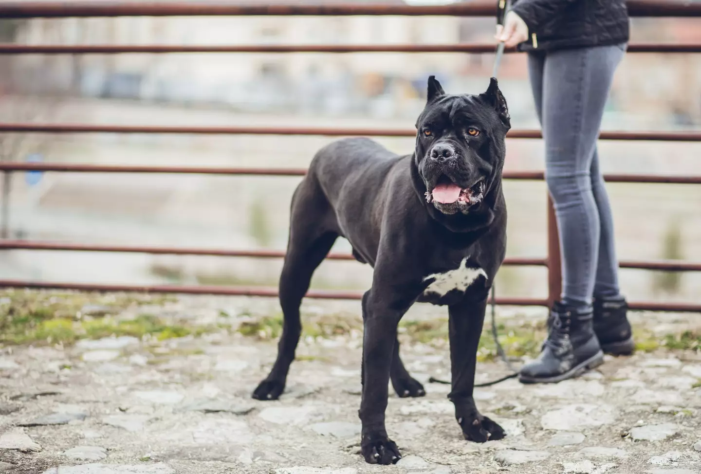 A Cane Corso.