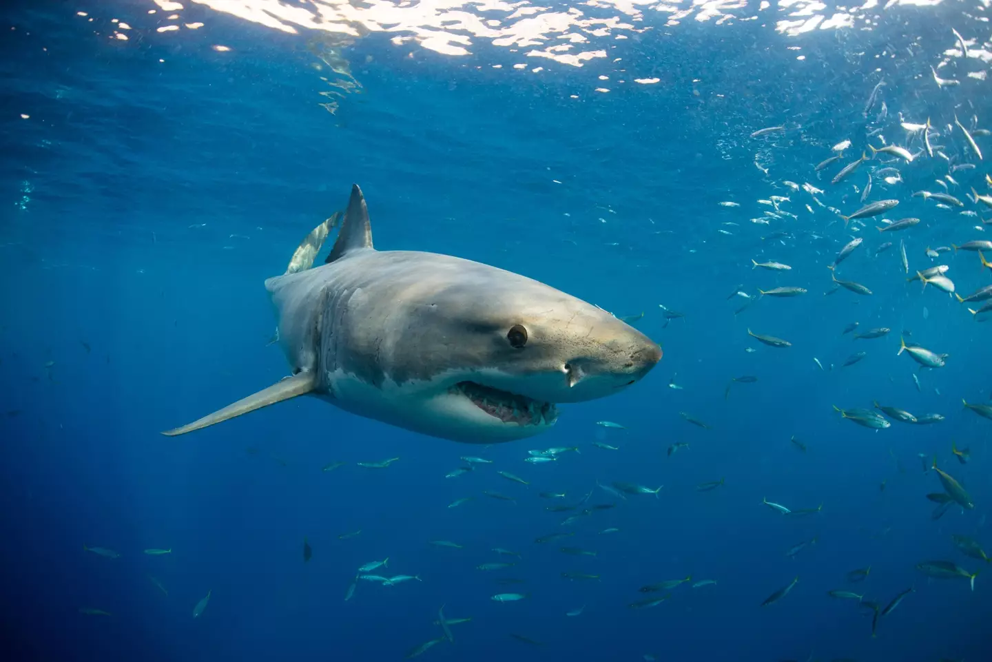 Great white sharks existed at the same time as megadolons.