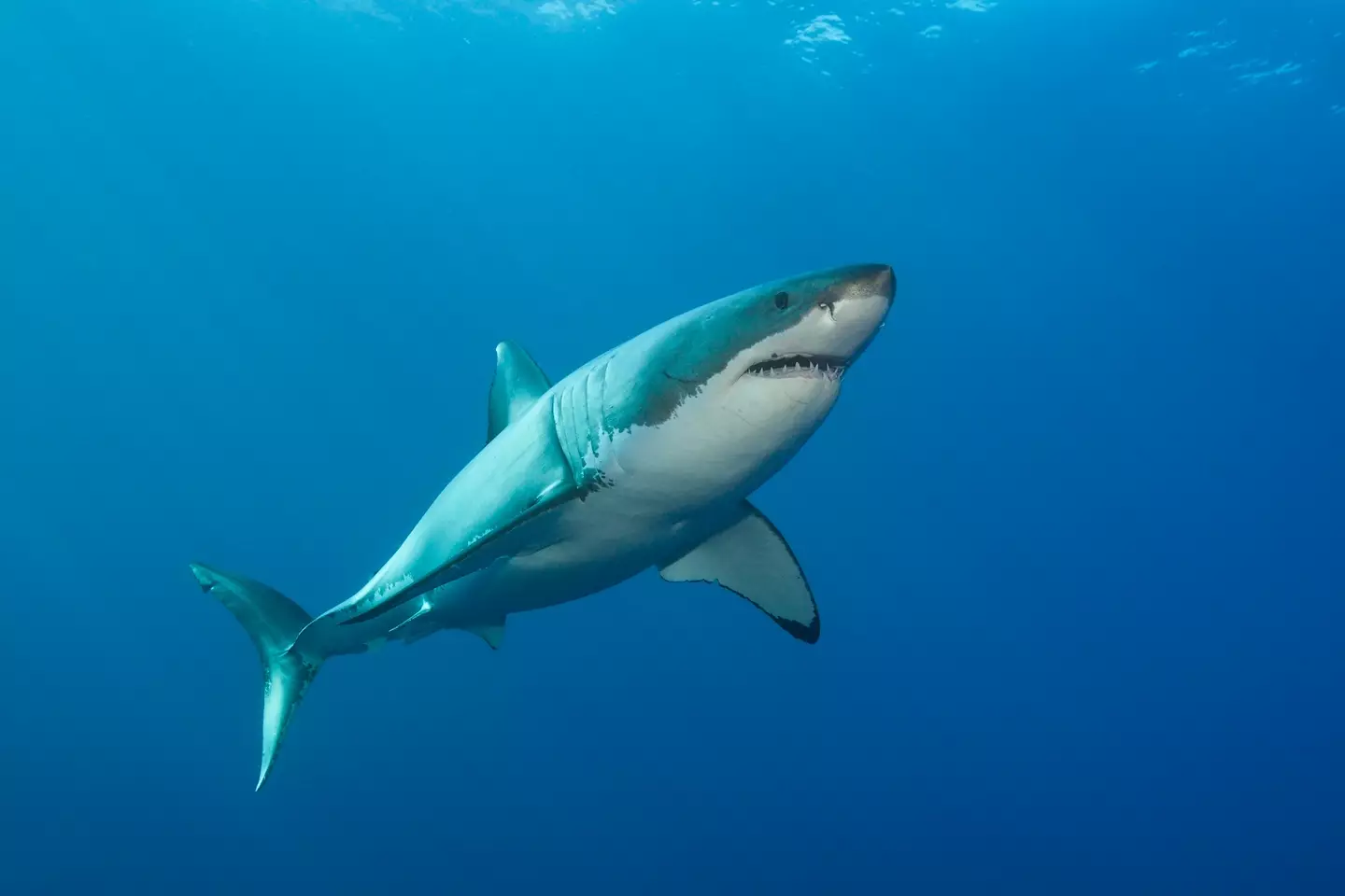 Great White Sharks can grow to lengths of up to 4.9 metres. (Getty Stock Photo)