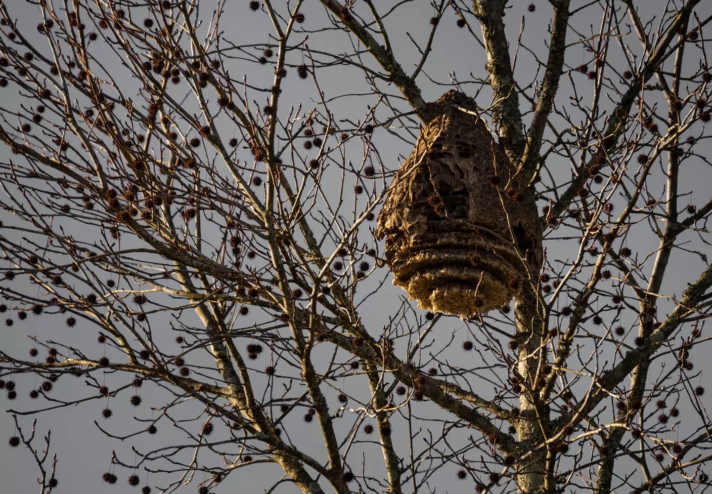 Disturbing a nest could spell trouble for you and those near you. (Getty Stock Photo)