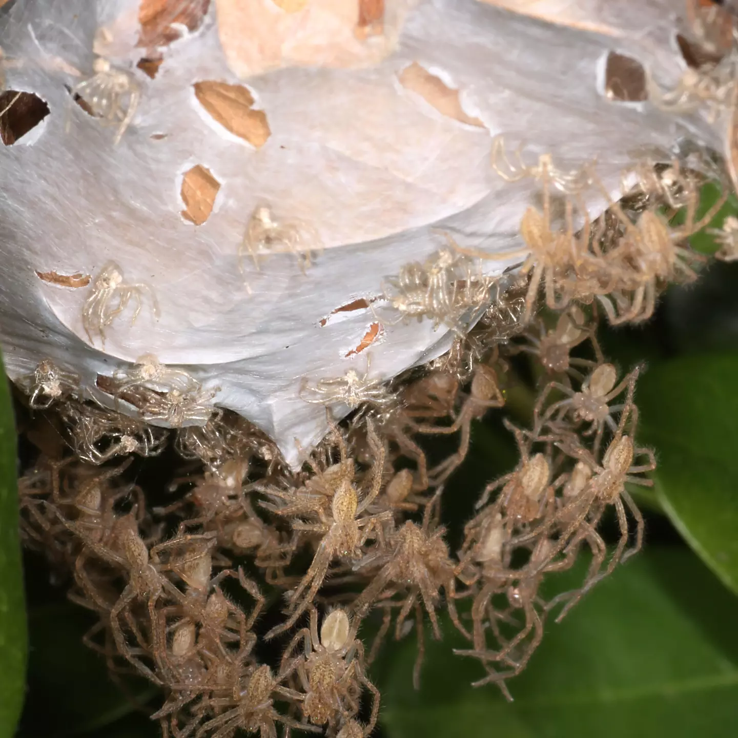 200 baby spiders greeted the Aussie.