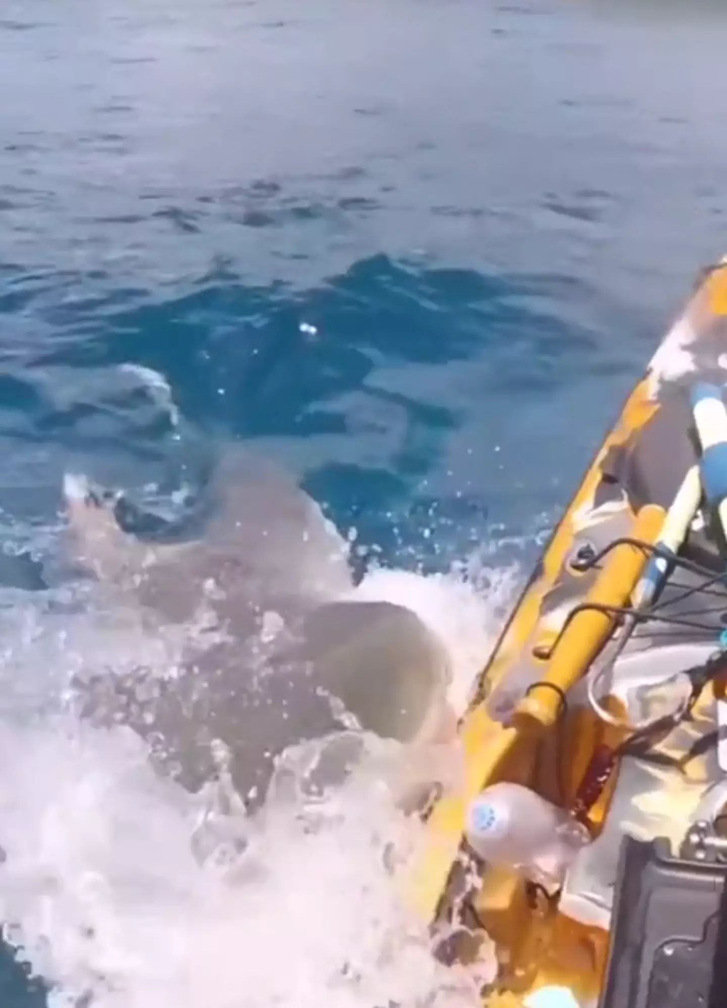 The moment that the shark launched itself at the kayak.