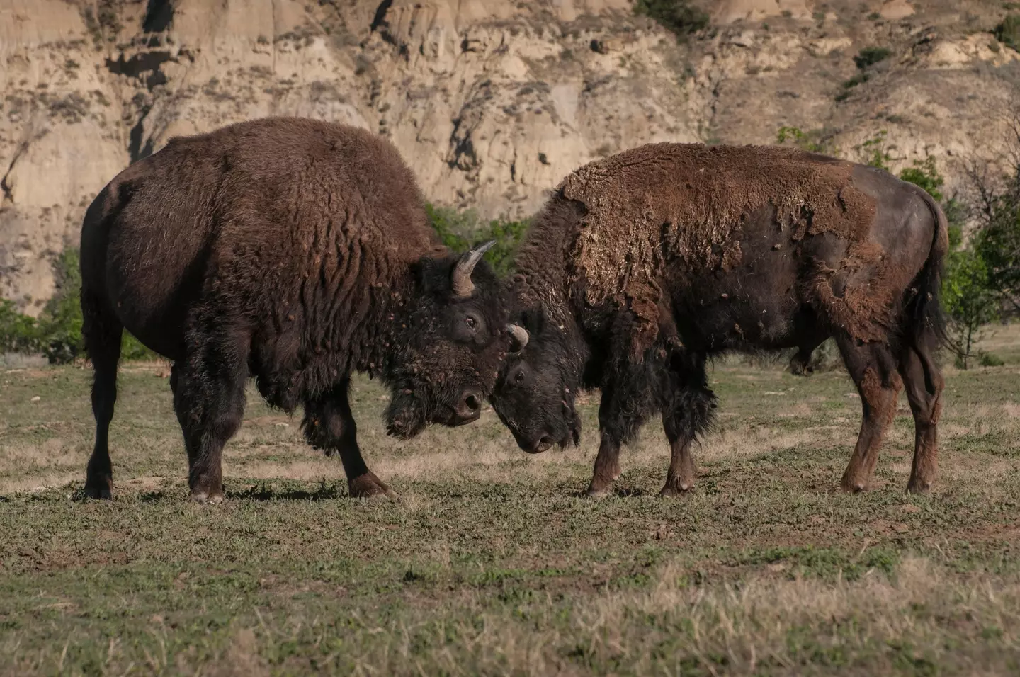 American Bison sparring Theodore Roosevelt National Park, North Dakota.