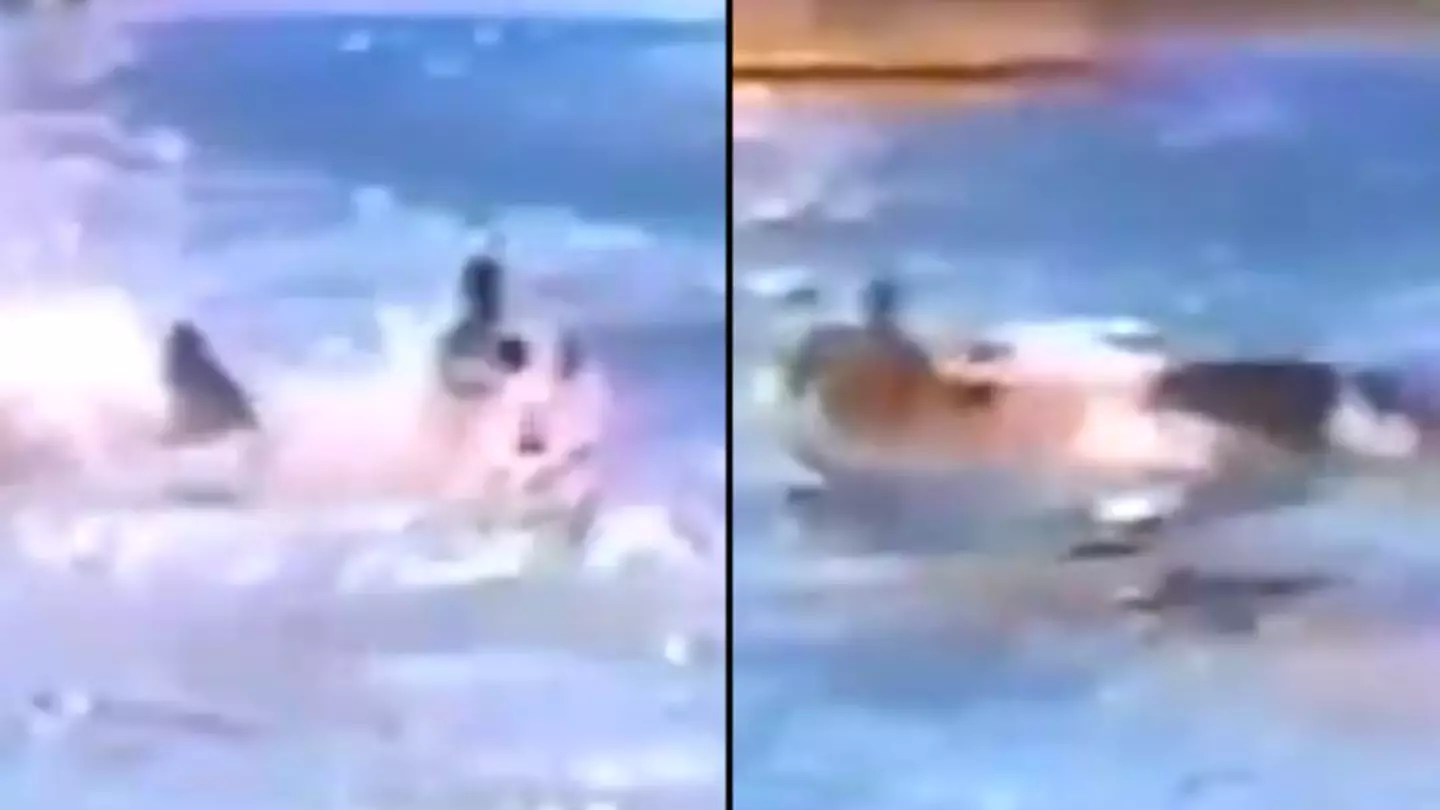 SeaWorld trainer yelled ‘my neck’s broken’ after being body slammed by most dangerous orca