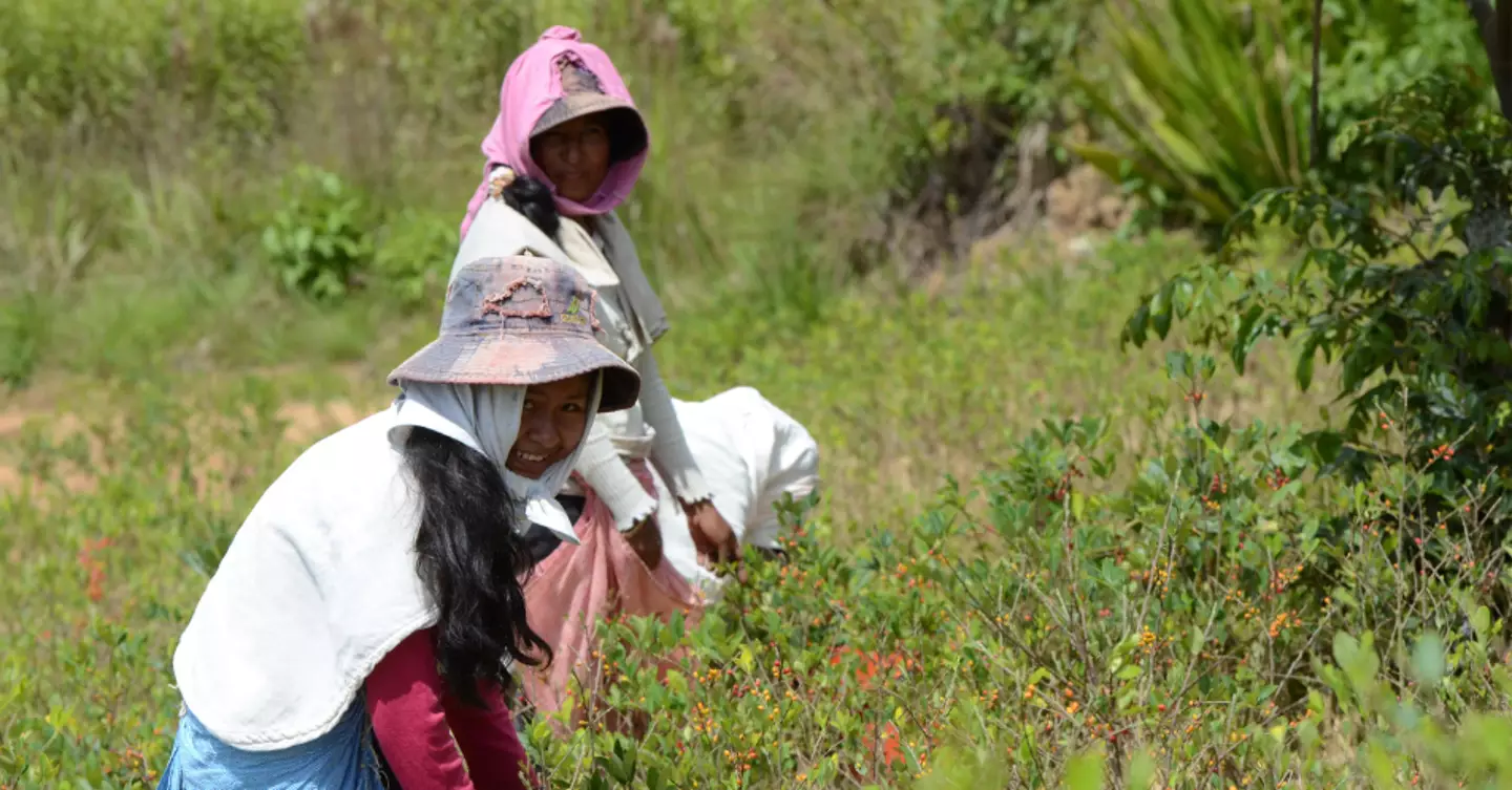 Coca leaves are grown and farmed legally in Bolivia.