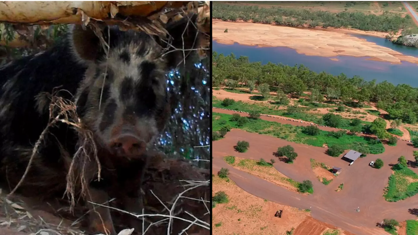 Pig stole and drank 18 beers from campsite and then tried to start a fight with a cow