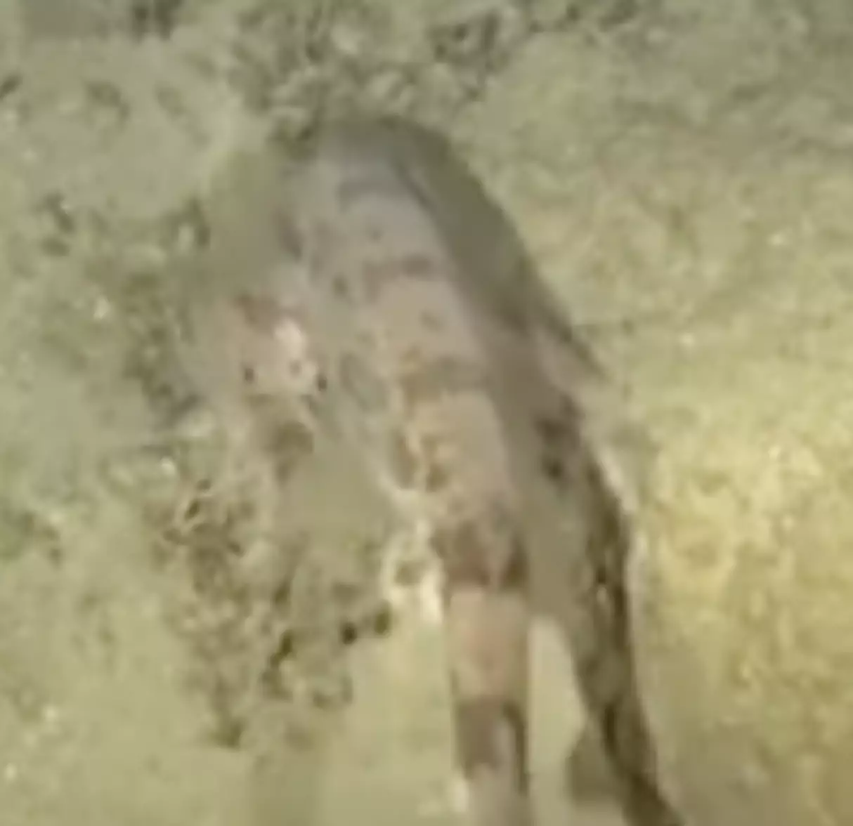 The deep sea shark (National Geographic Exploration Technology Lab and Louw Claassens)