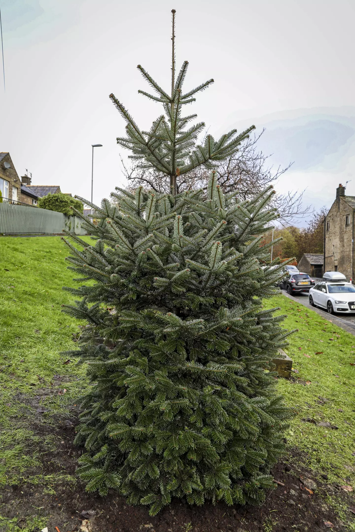 Well, it will grow... Eventually.