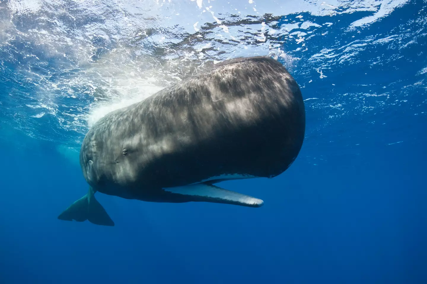 The huge mammals unleashed a 'poonado' to escape the likely-fatal attack.
