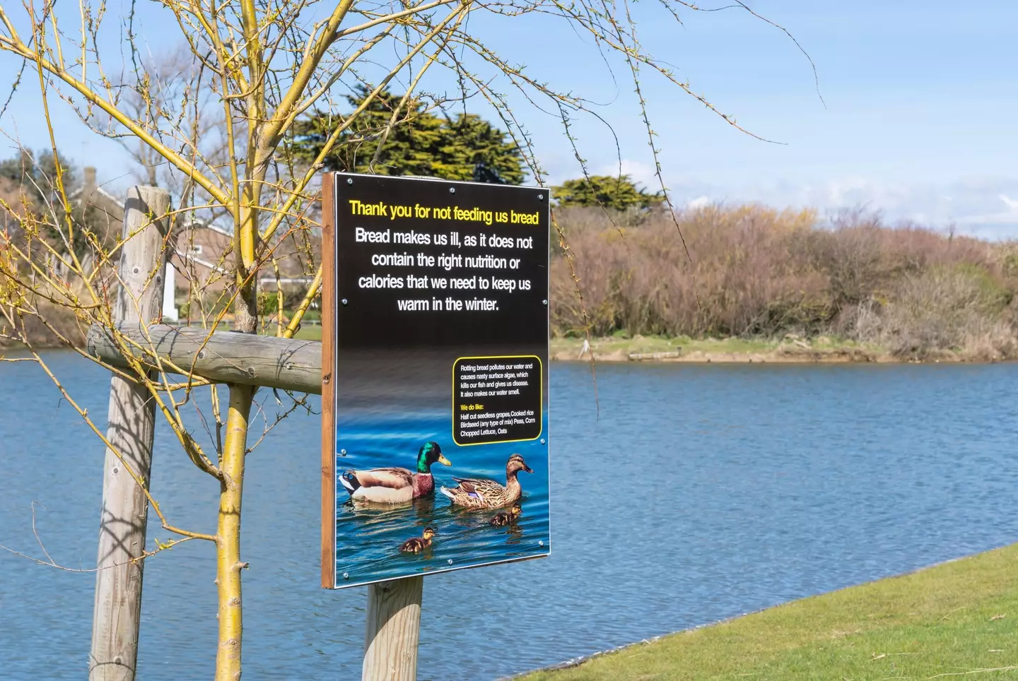 Though small amounts of bread is OK, some places ask people not to feed the ducks.
