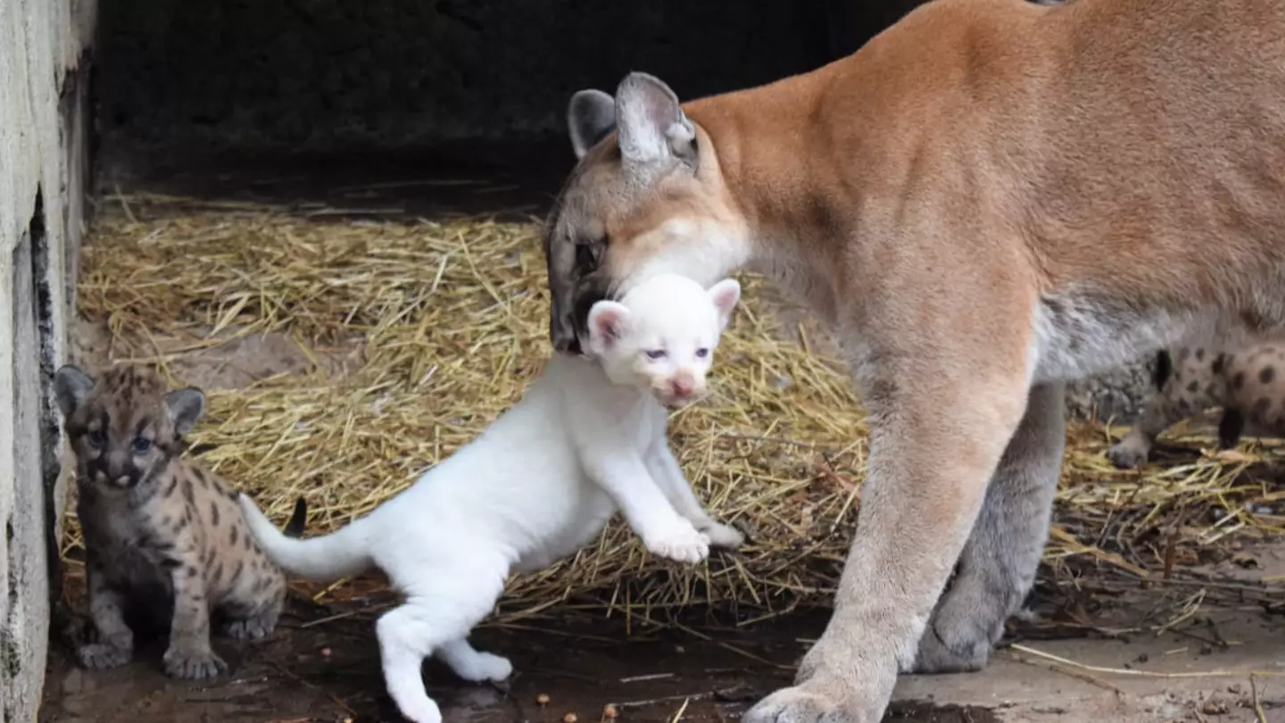 Puma makes history by giving birth to ultra-rare albino cub