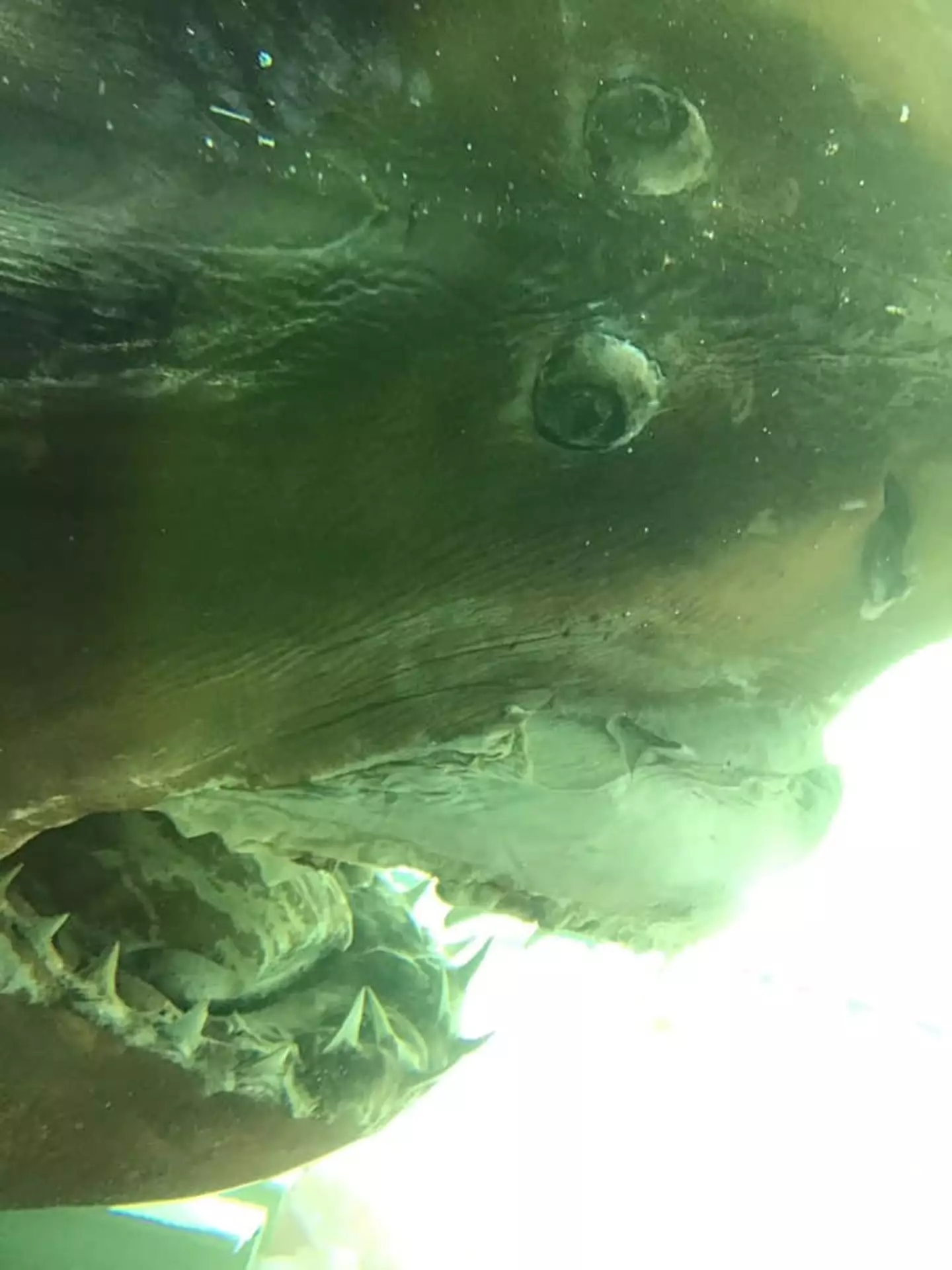 YouTubers used to break in and vandalise Rosie the Shark's tank (Facebook/Rosie the Shark)