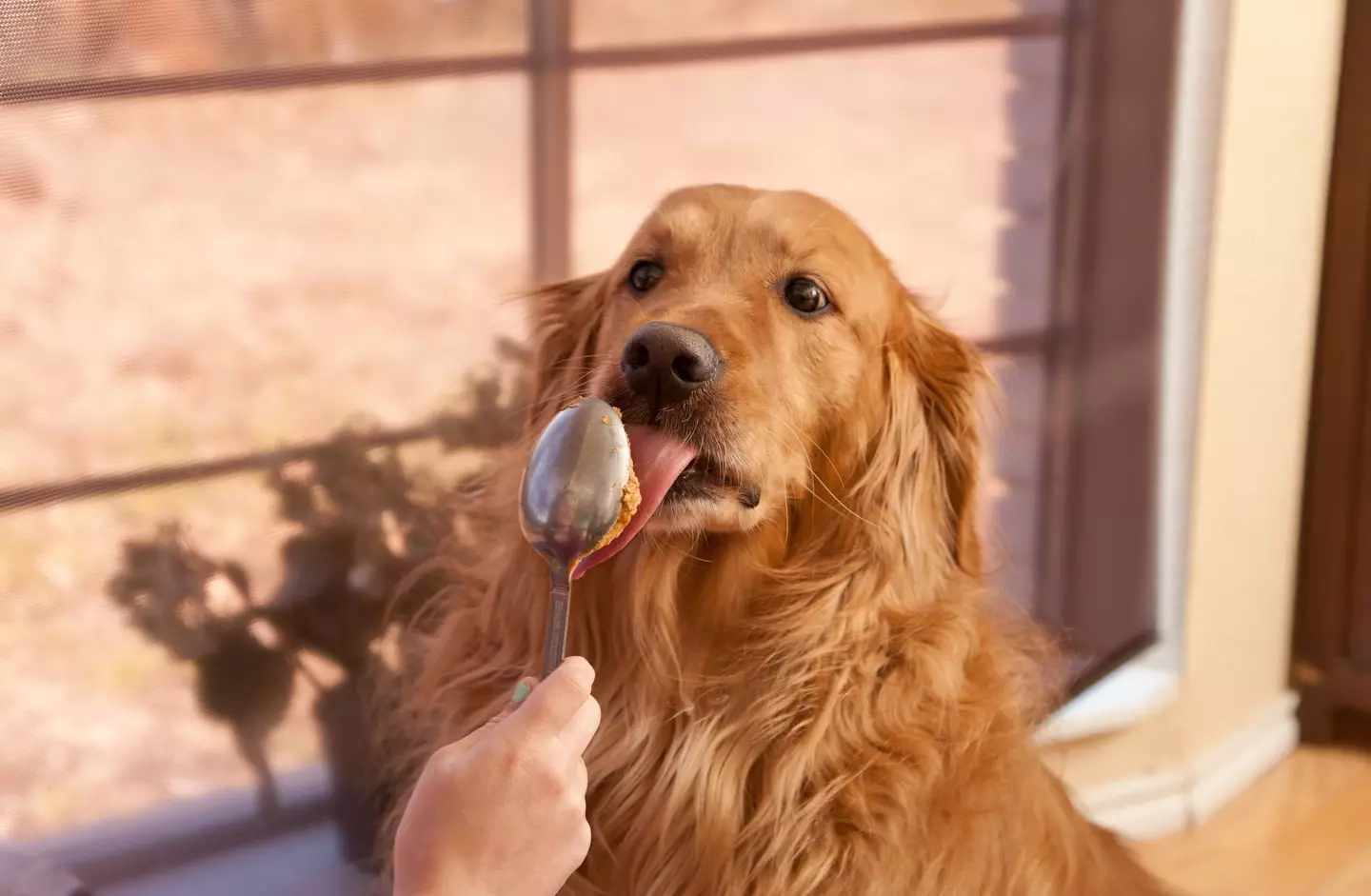 Are you guilty of giving your dog these foods?